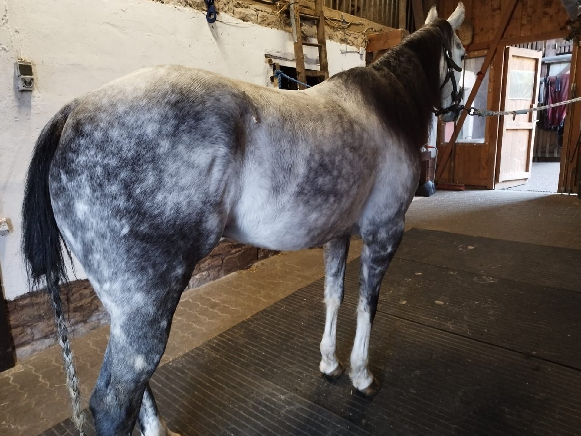 Apfelschimmel-Wallach, Quarter Horse, Impression 2