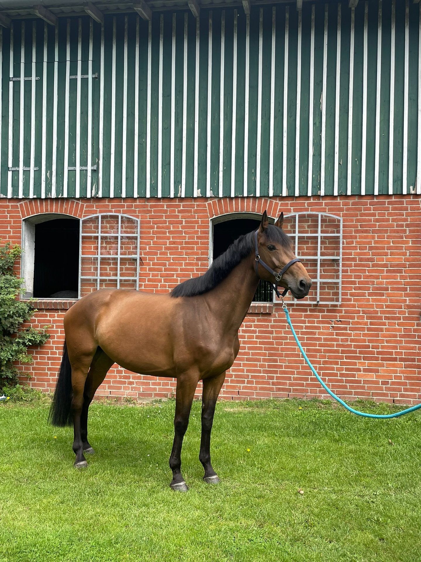 Holstein Mare 5 years 16,1 hh Brown in Lübeck