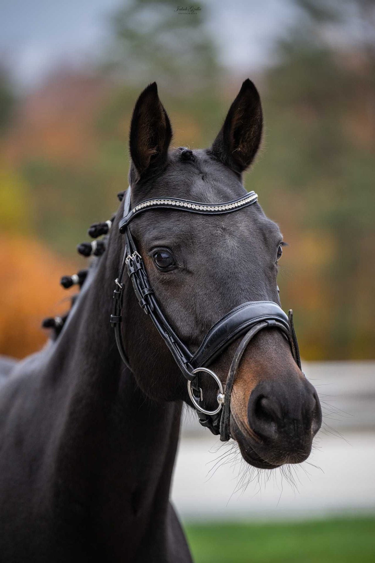 Oldenburg Mare 8 years BayDark in Barłomino