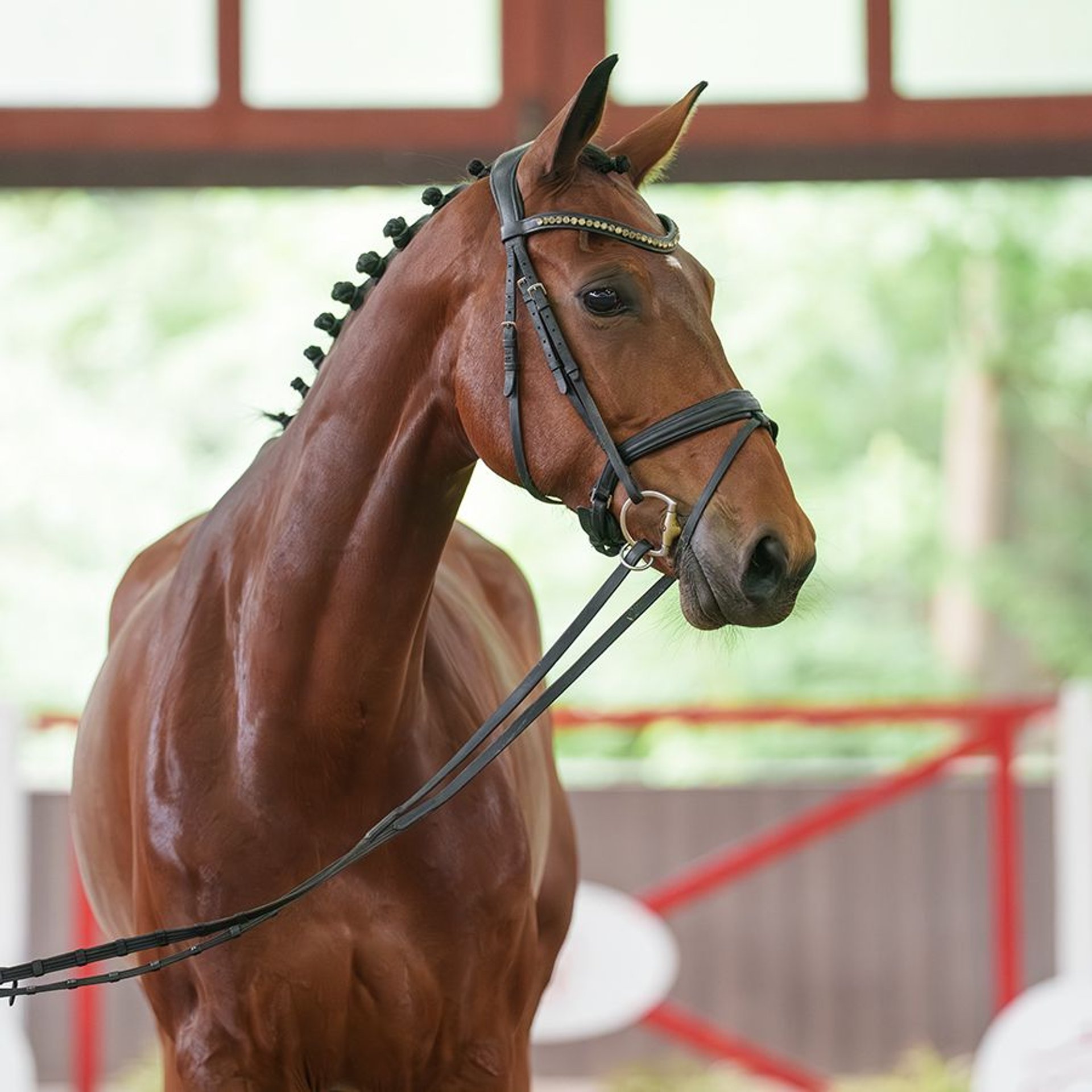 Westphalian Mare 7 years 17 hh Brown in Münster-Handorf