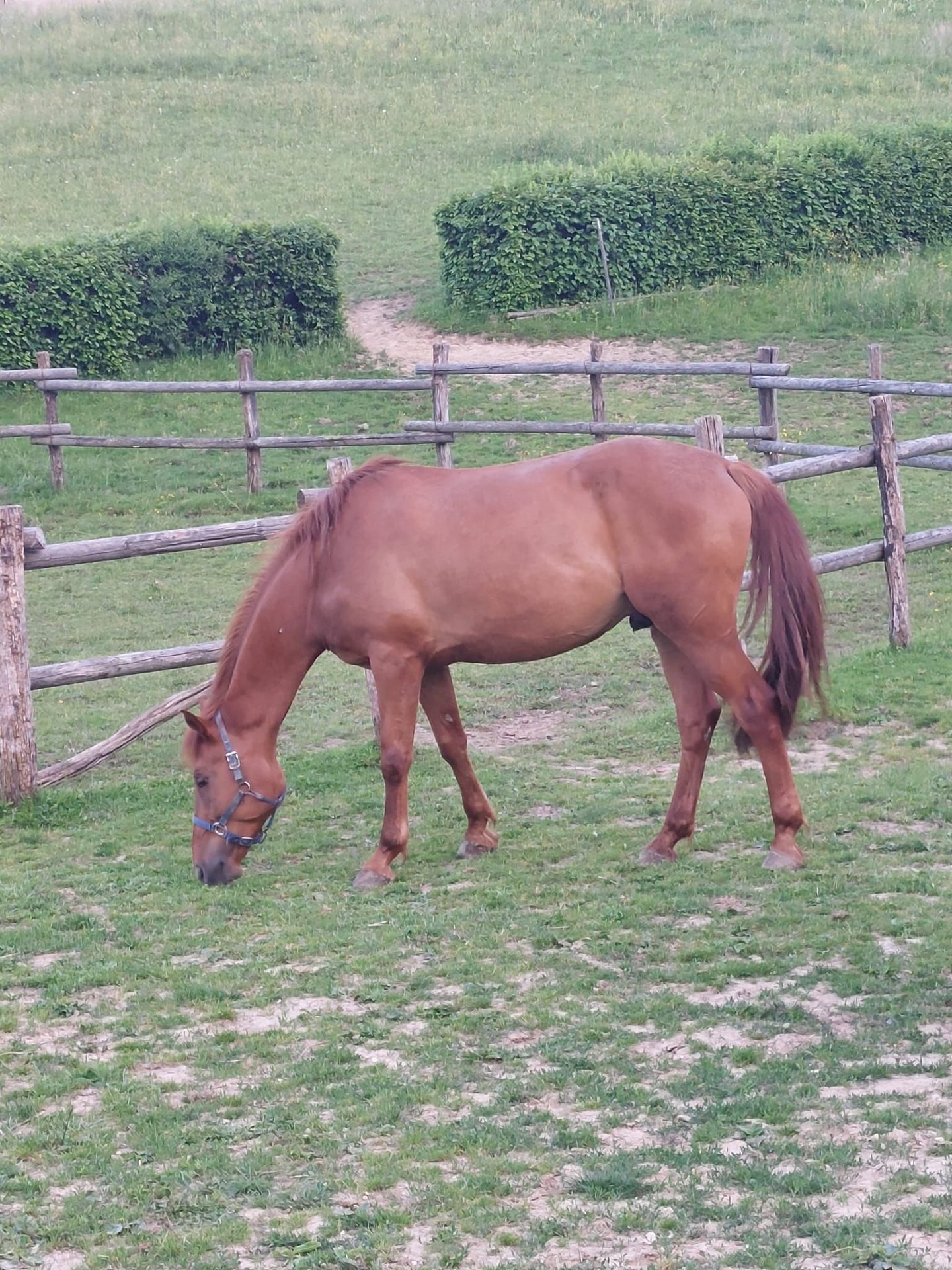 KWPN Wallach 4 Jahre 170 cm Fuchs in Velinci