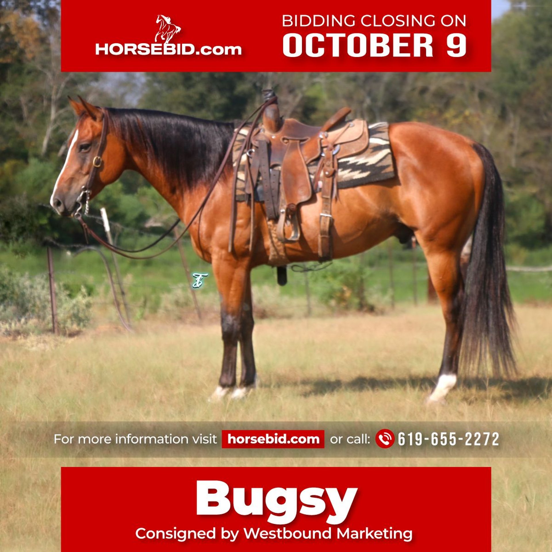 American Quarter Horse Wallach 12 Jahre 152 cm Rotbrauner in Carthage