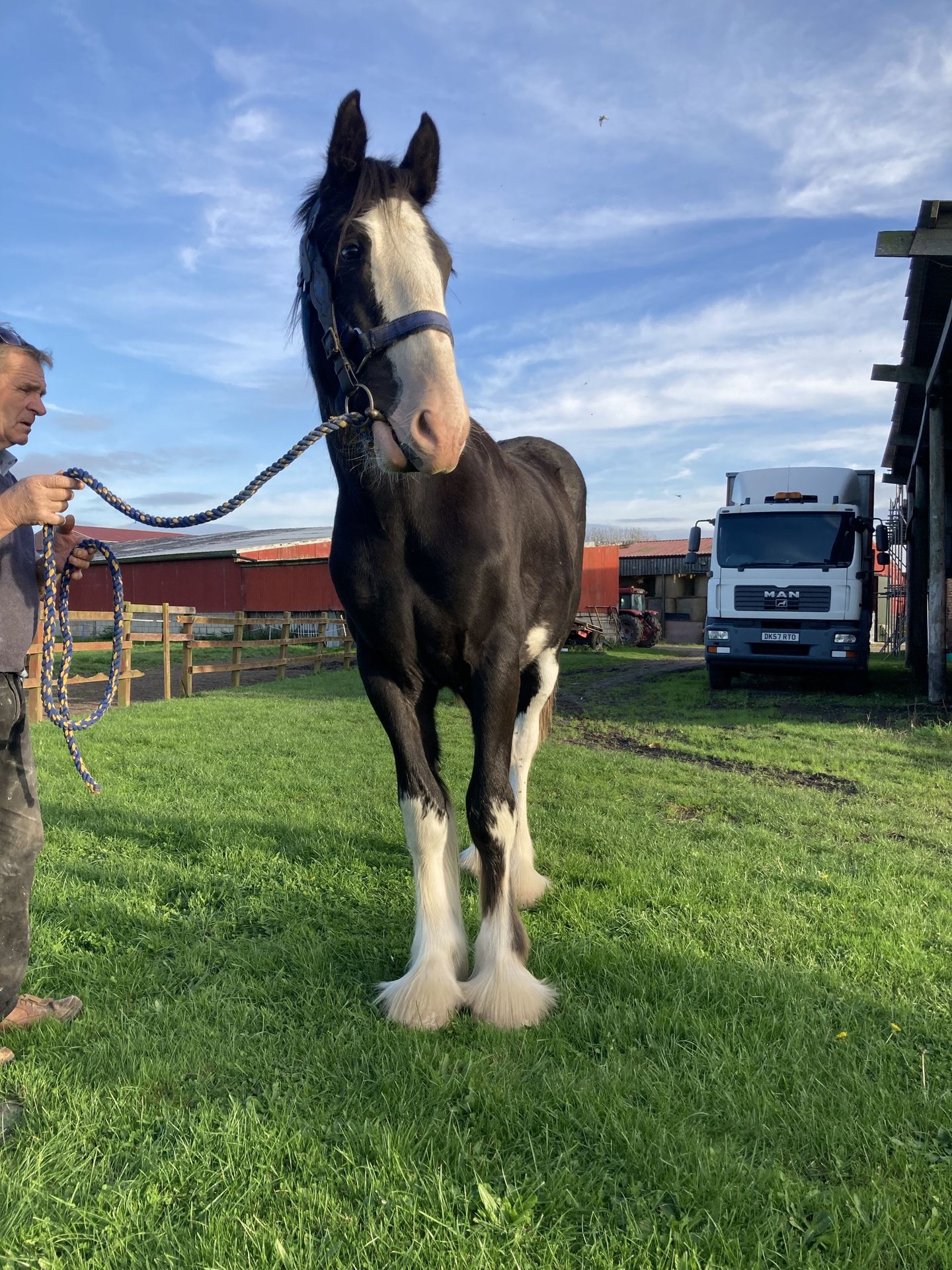 Shire Horse Wallach 1 Jahr 183 cm Rappe in Yorkshire