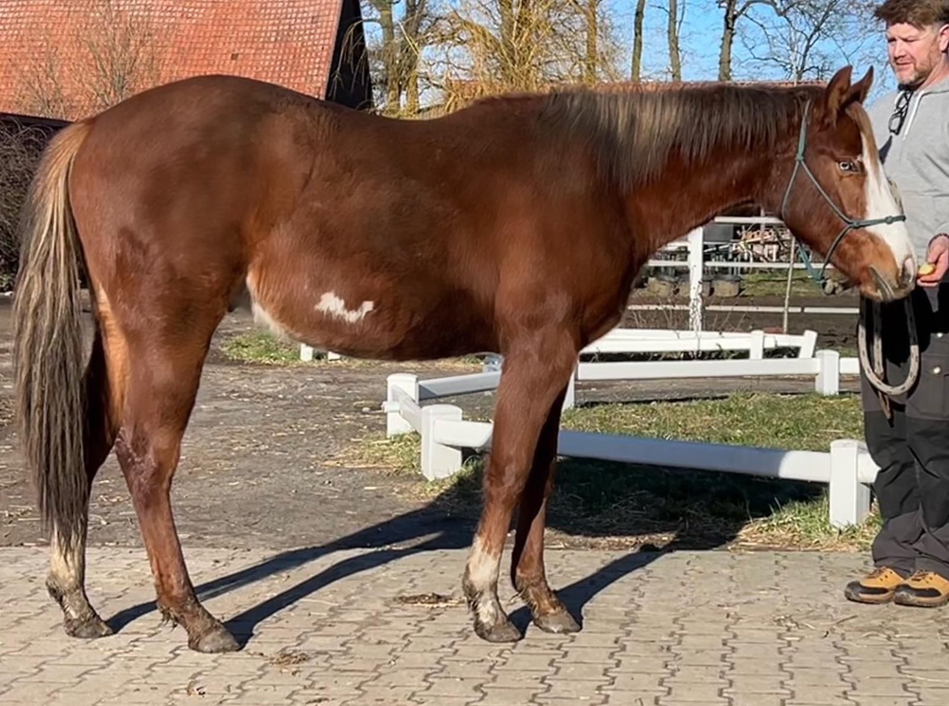 Paint Horse Hengst 2 Jahre 156 Cm Overo-alle-Farben In Steyerberg ...