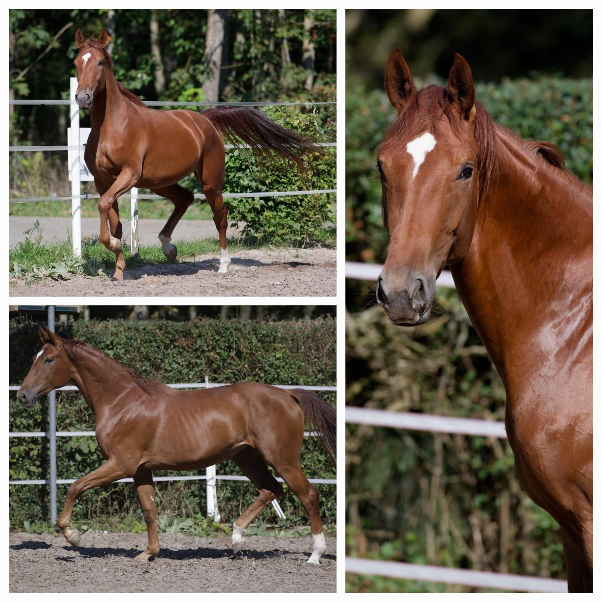 German Sport Horse Mare 3 years 16,2 hh Chestnut-Red in Weil