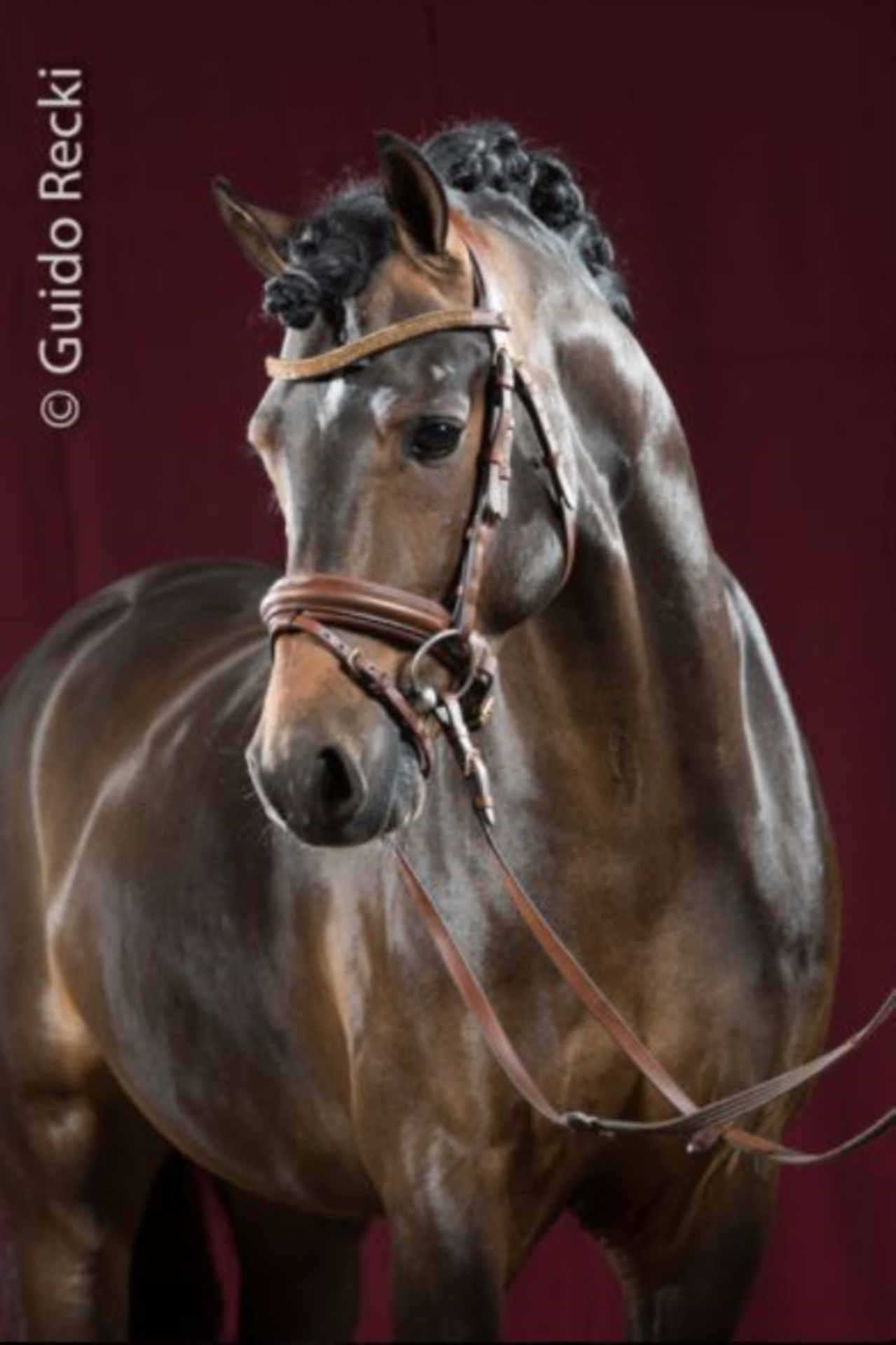 Deutsches Reitpony Hengst Brauner In Marl