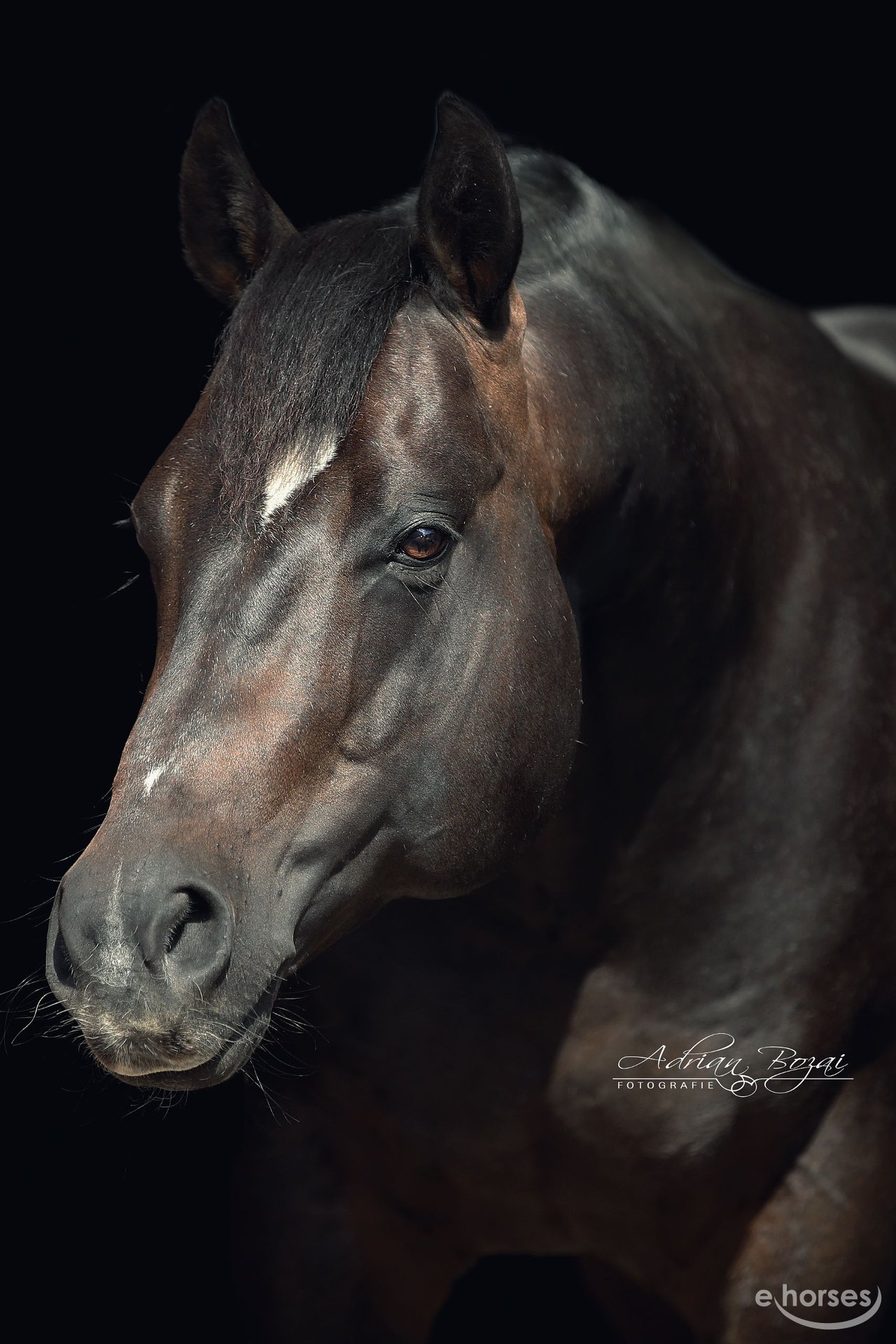 American Quarter Horse Stallion Bay Dark in Rottenburg am Neckar