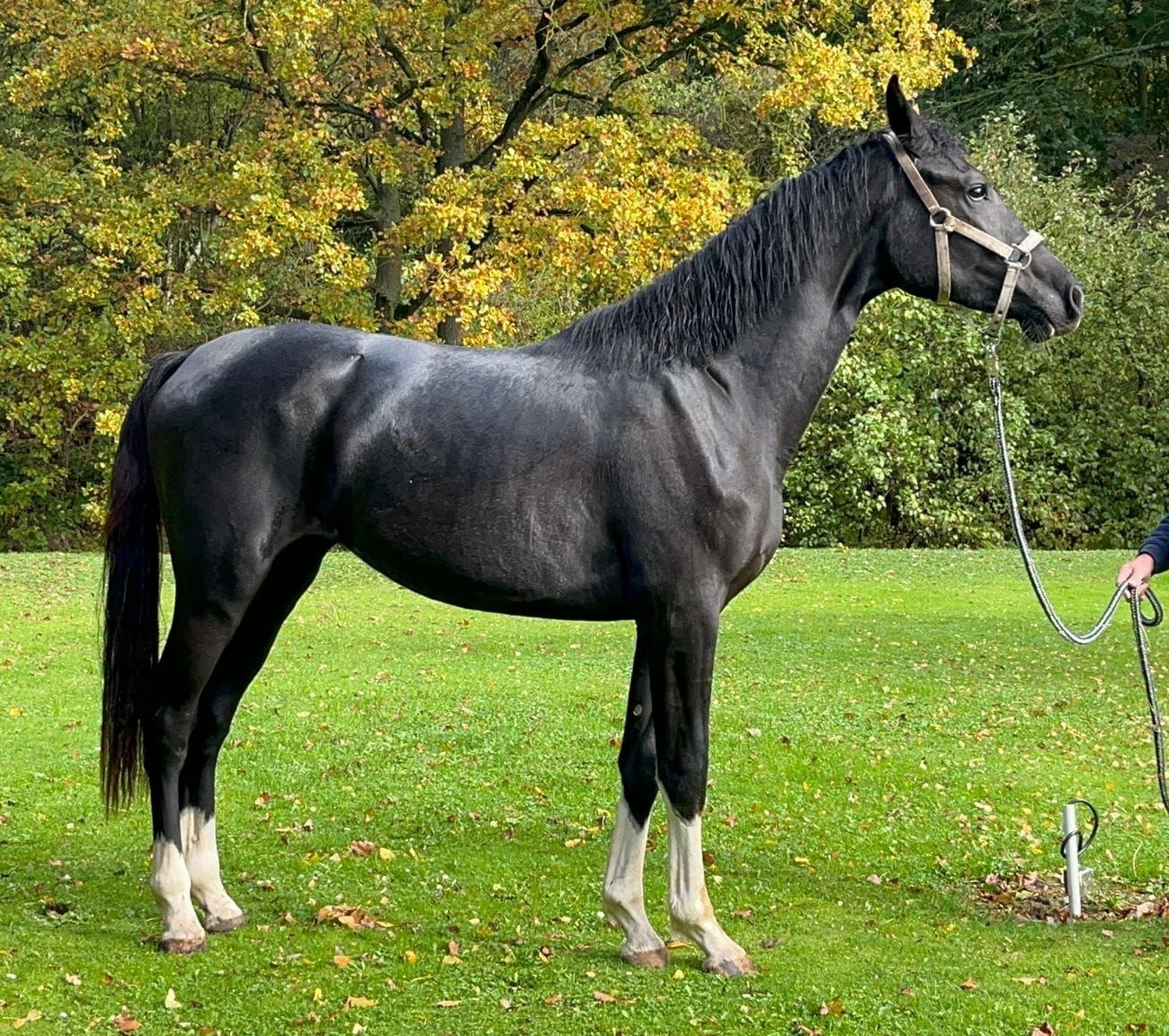Holsteiner Merrie 6 Jaar 172 cm Zwart in Wonfurt