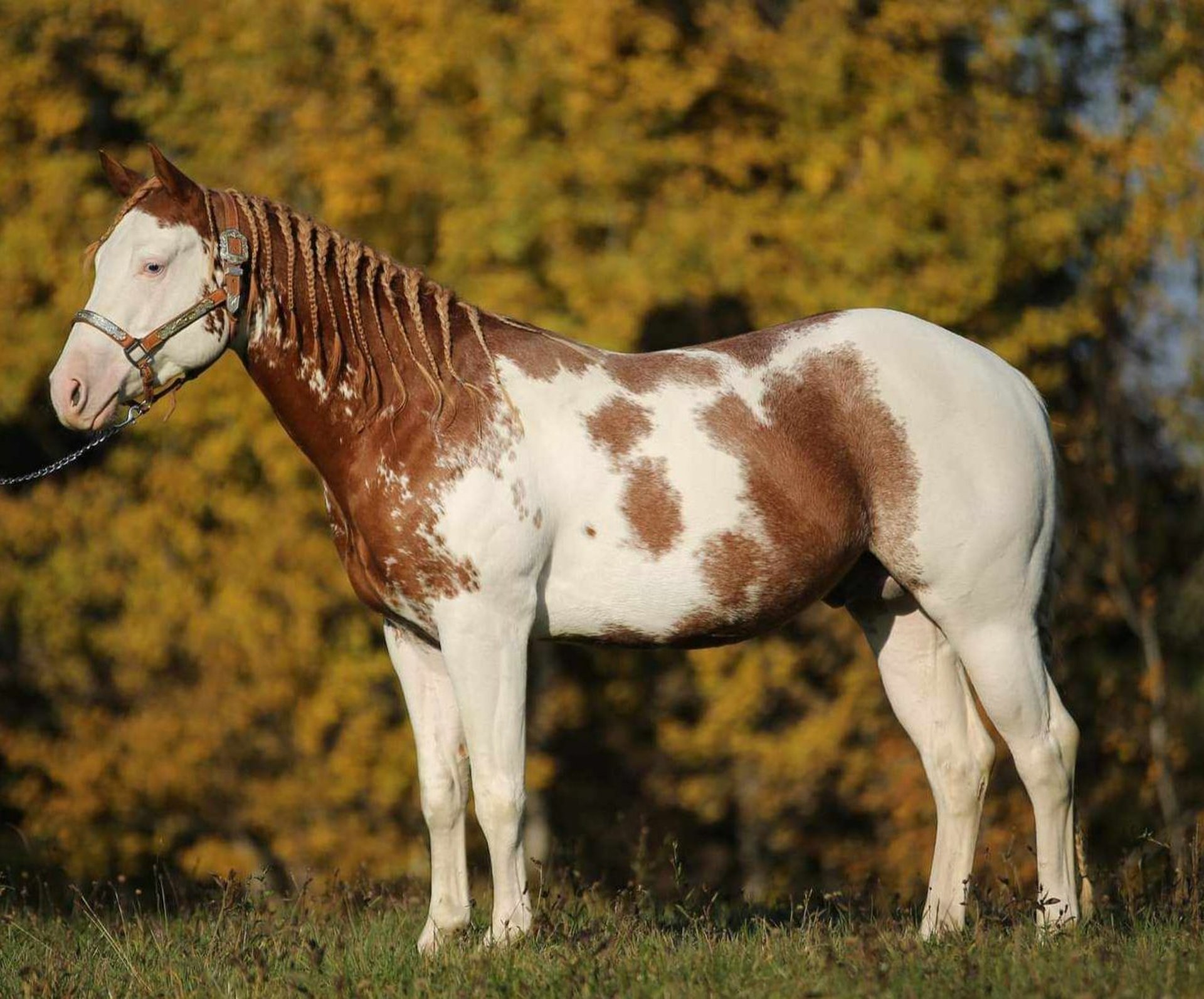 American Quarter Horse Stallion 6 years Overo-all-colors in Velike Lašče