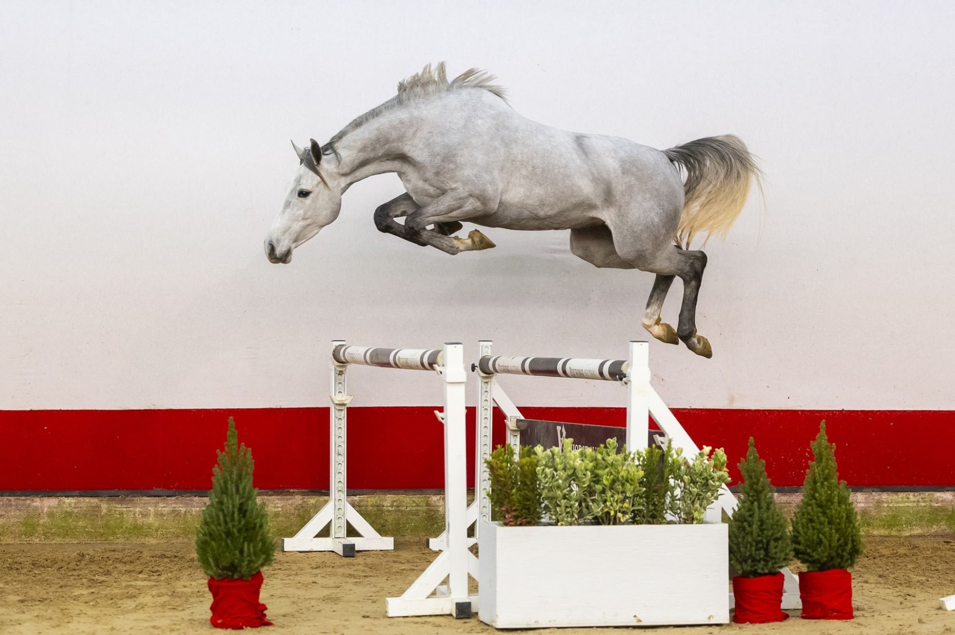 Zangersheider Mare 4 years 15,1 hh Grey in Waddinxveen
