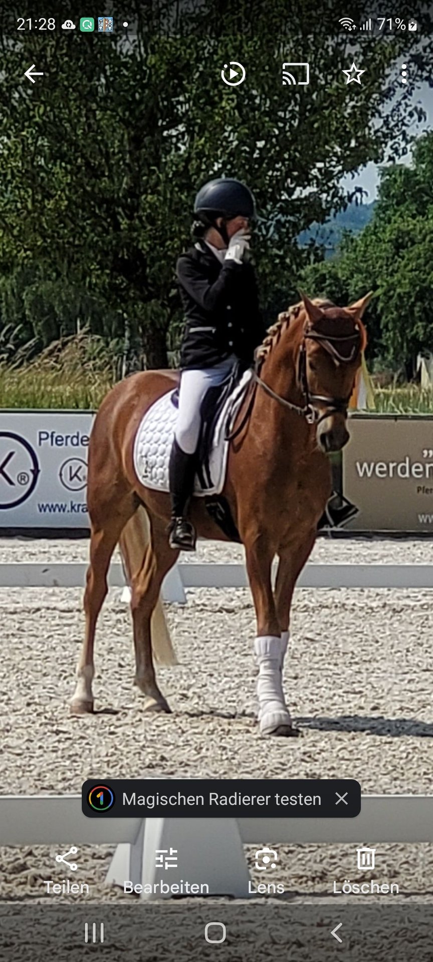 Deutsches Reitpony Wallach 6 Jahre 148 Cm Palomino In Winterlingen