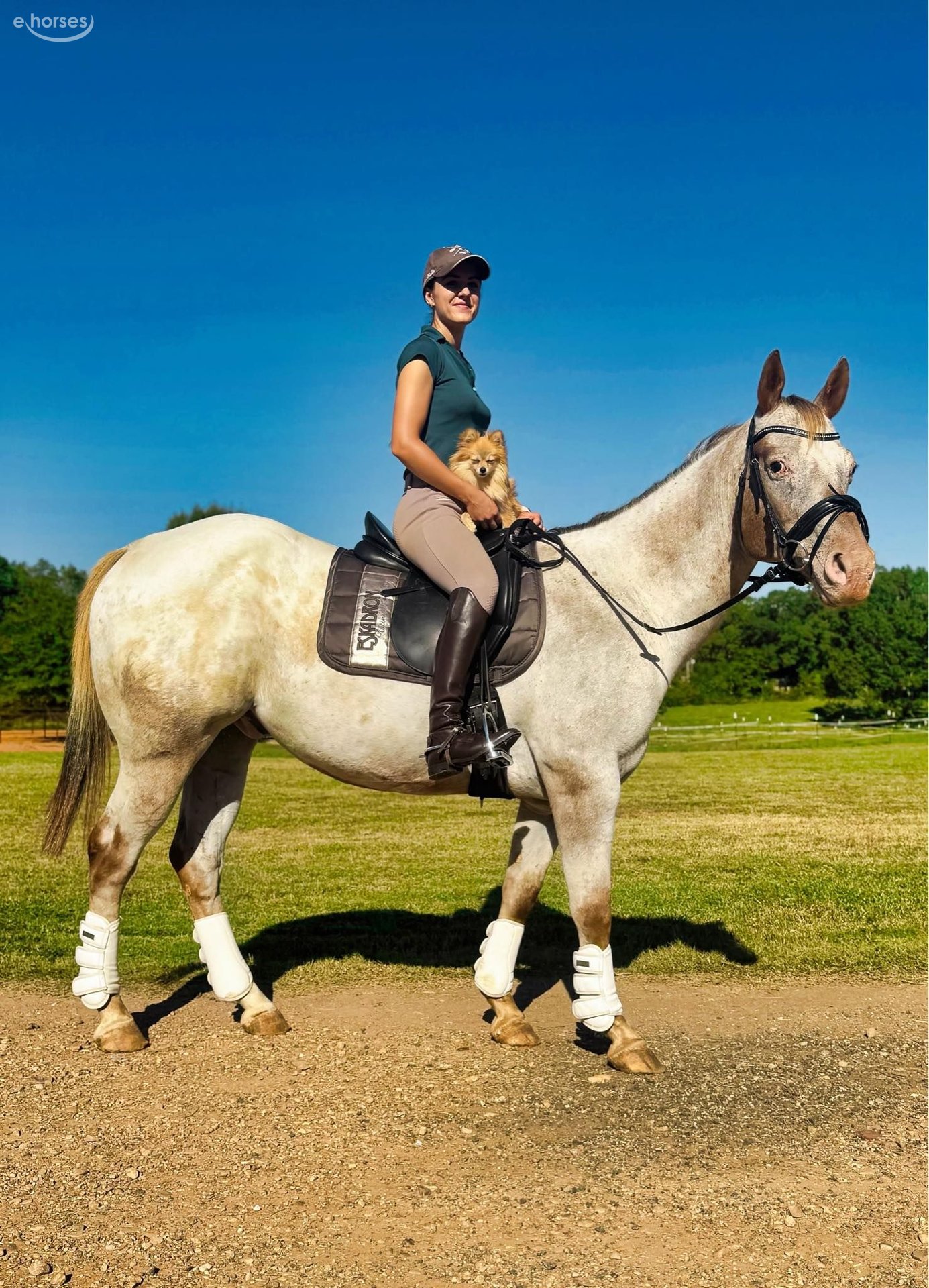 Appaloosa Gelding 12 years Roan-Red in Texarkana TX