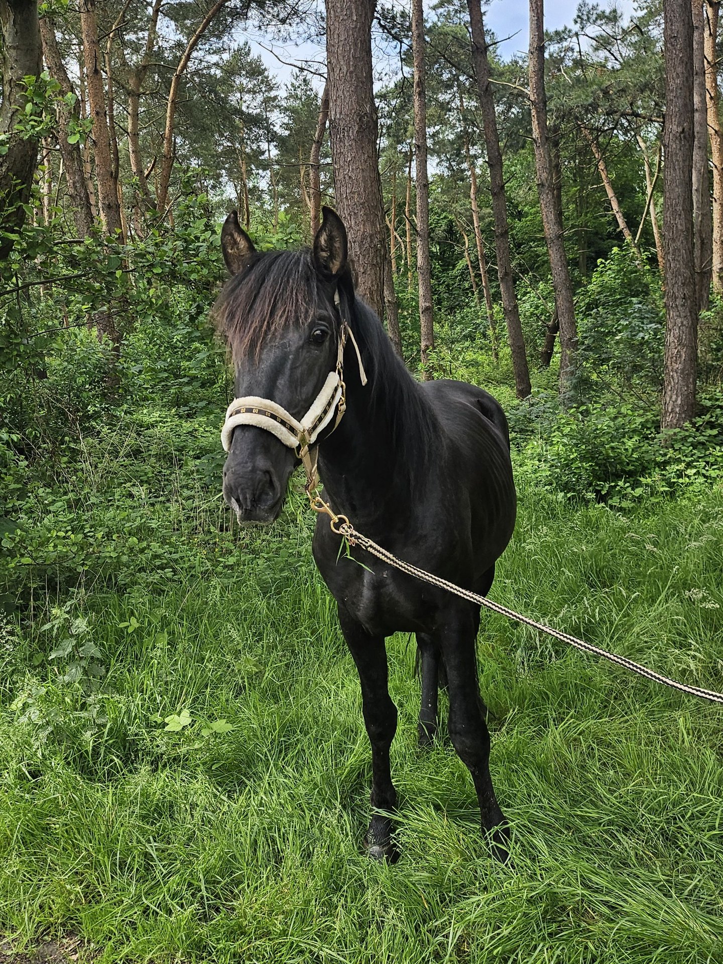 PRE Hengst 4 Jahre 155 cm Rappe in Boezinge