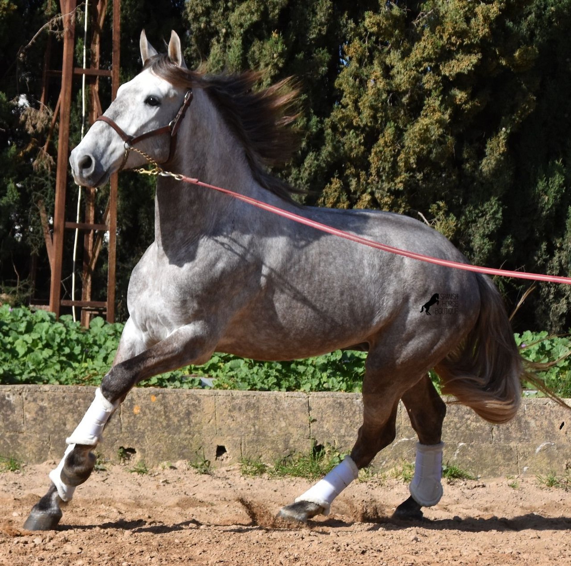 PRE Gelding 4 years 16 hh Gray in Mallorca