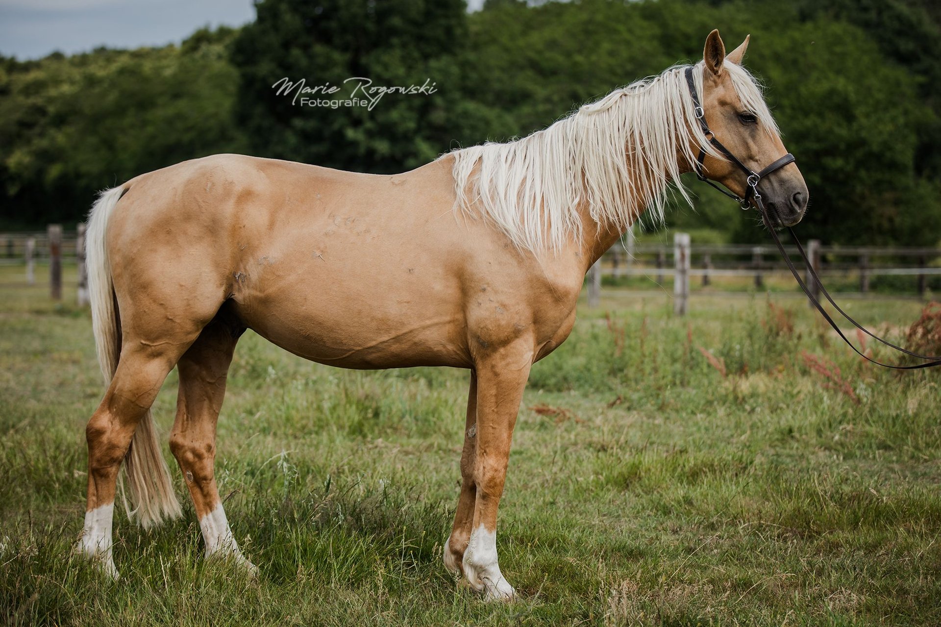 Oldenburg Stallion years 16,2 hh Palomino in Beaumont pied-de-boeuf