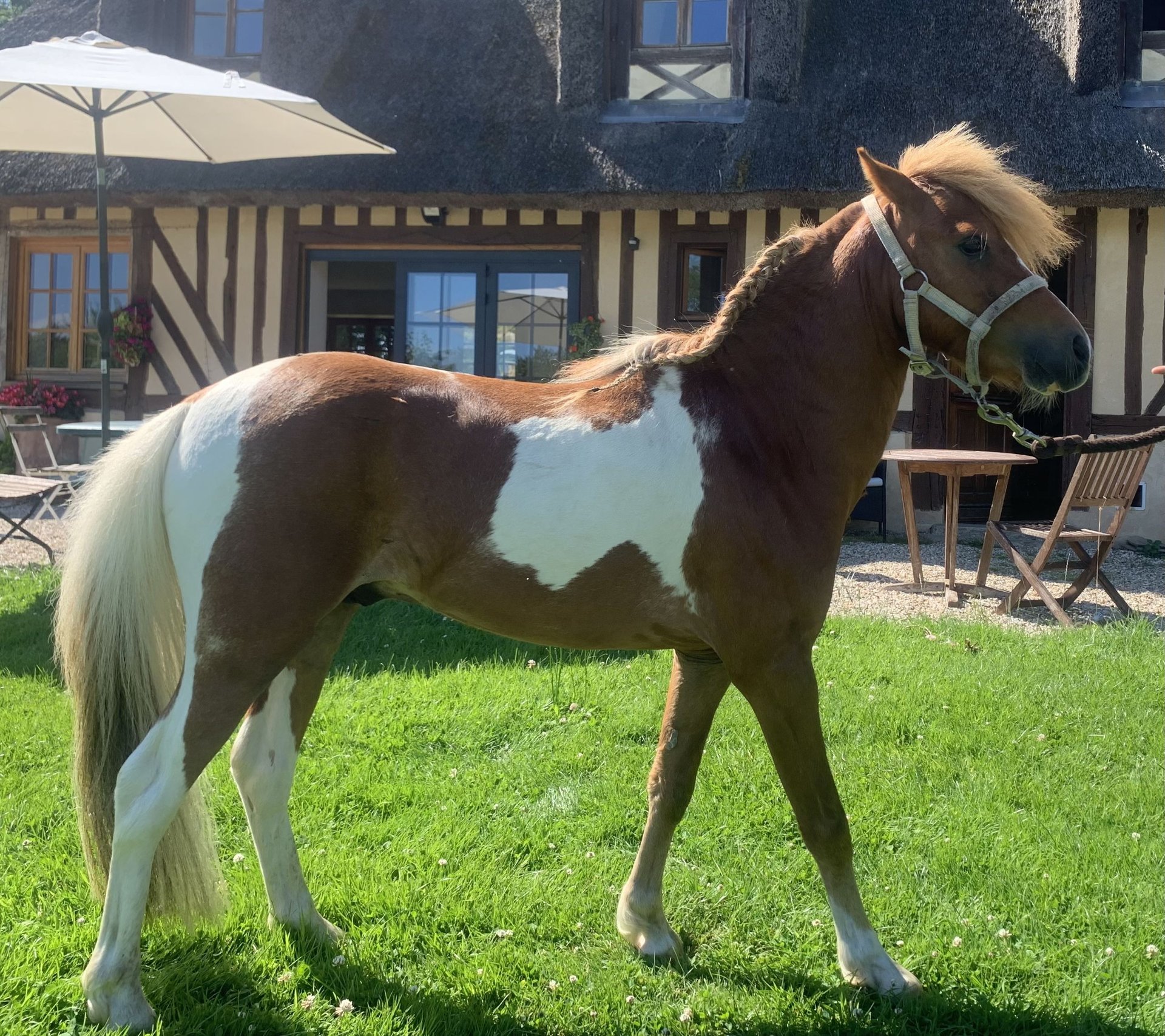 Cheval Miniature américain Étalon 4 Ans 93 cm Pinto in Quetteville