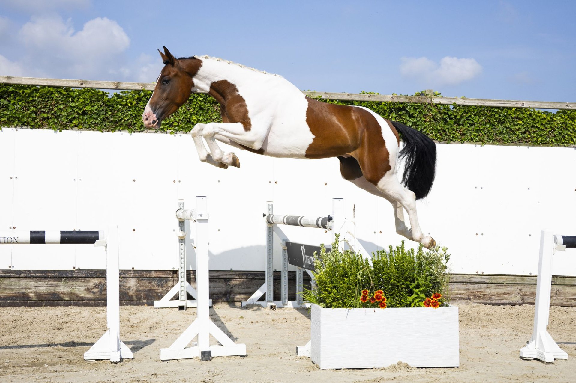 未開栓　WHITE HORSE特級＆house of peers 12years Anglo European Studbook Gelding 4 years 16,2 hh in Waddinxveen