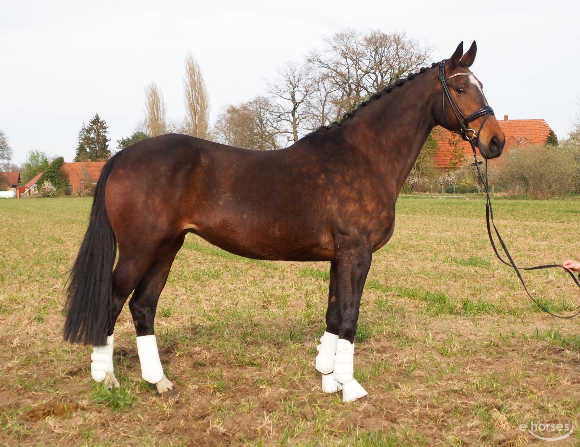 Oldenburg Mare 17 years 16,2 hh Brown in Bramsche