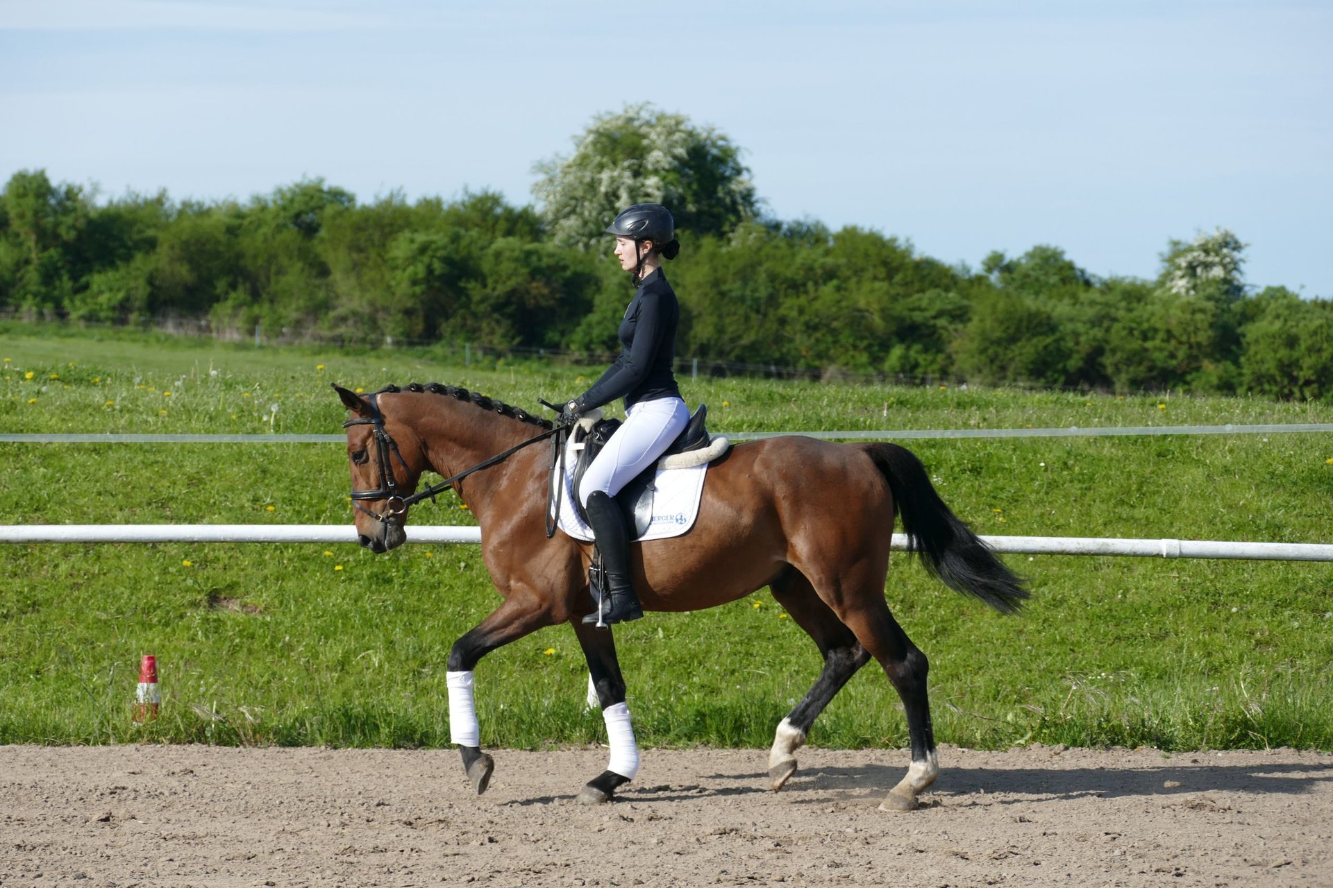 6-Year-Old Latvian Warmblood Dressage Gelding – 160 cm Bay