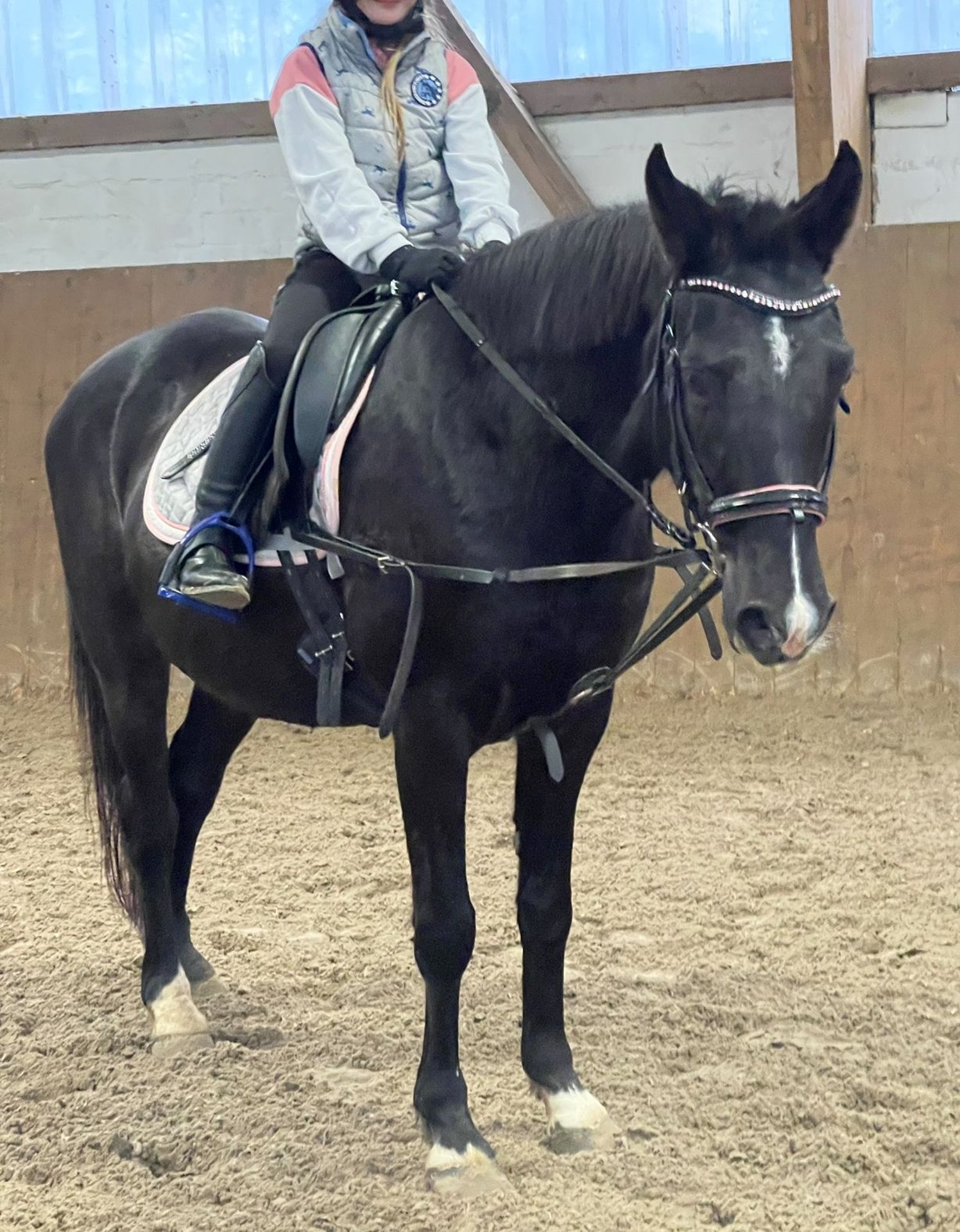 German Riding Pony Mare for Sale in Bremen – 22 Years Old, 147 cm, Black