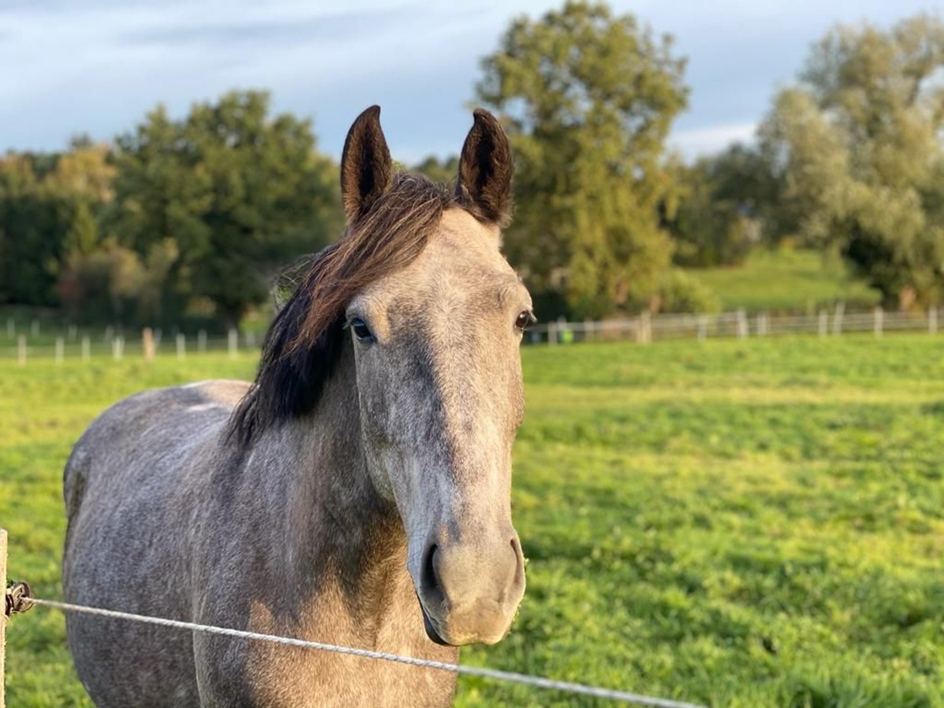 Weitere Ponys/Kleinpferde Stute 4 Jahre 148 Cm In Aachen