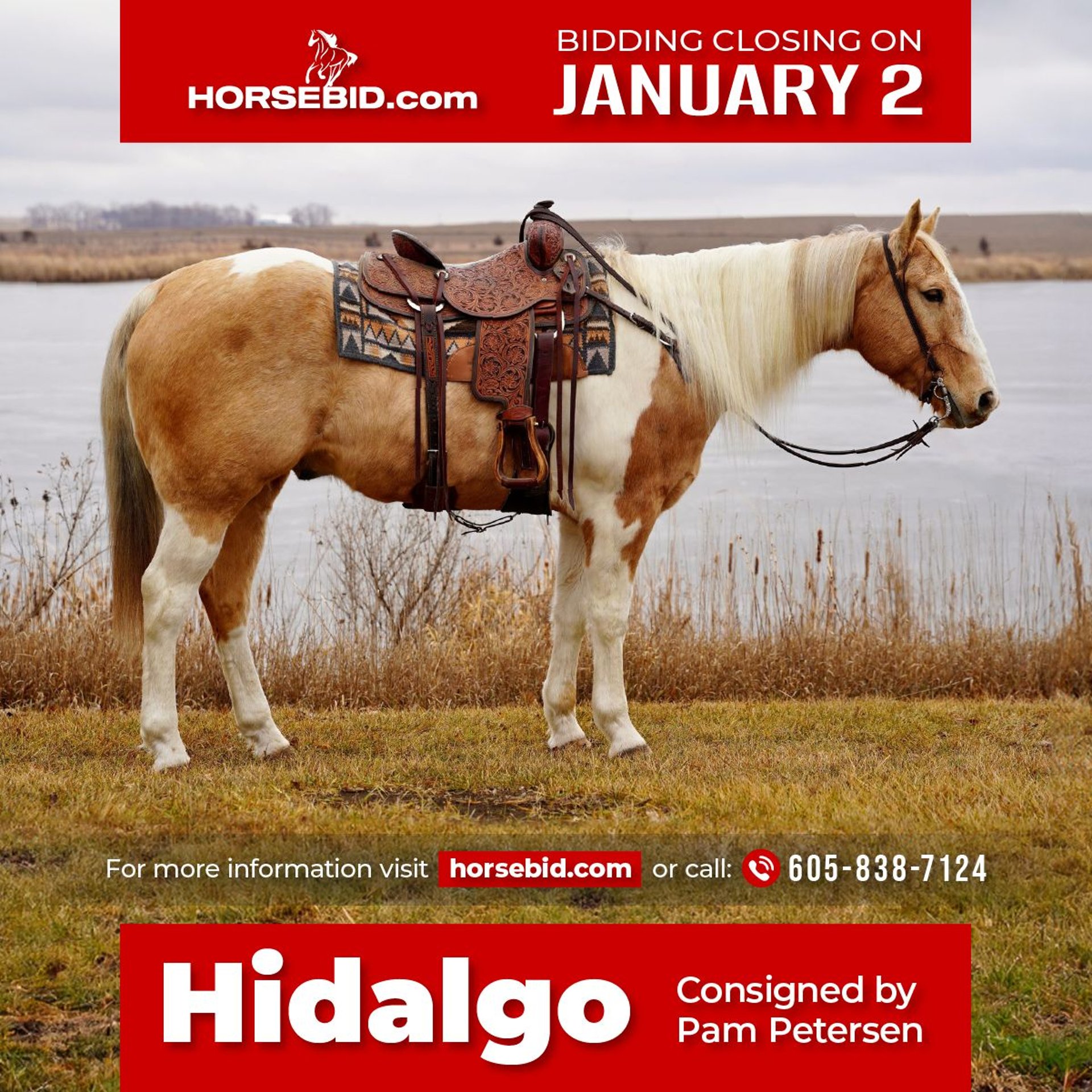 Paint Horse Gelding 10 years 15,1 hh Pinto in Valley Springs