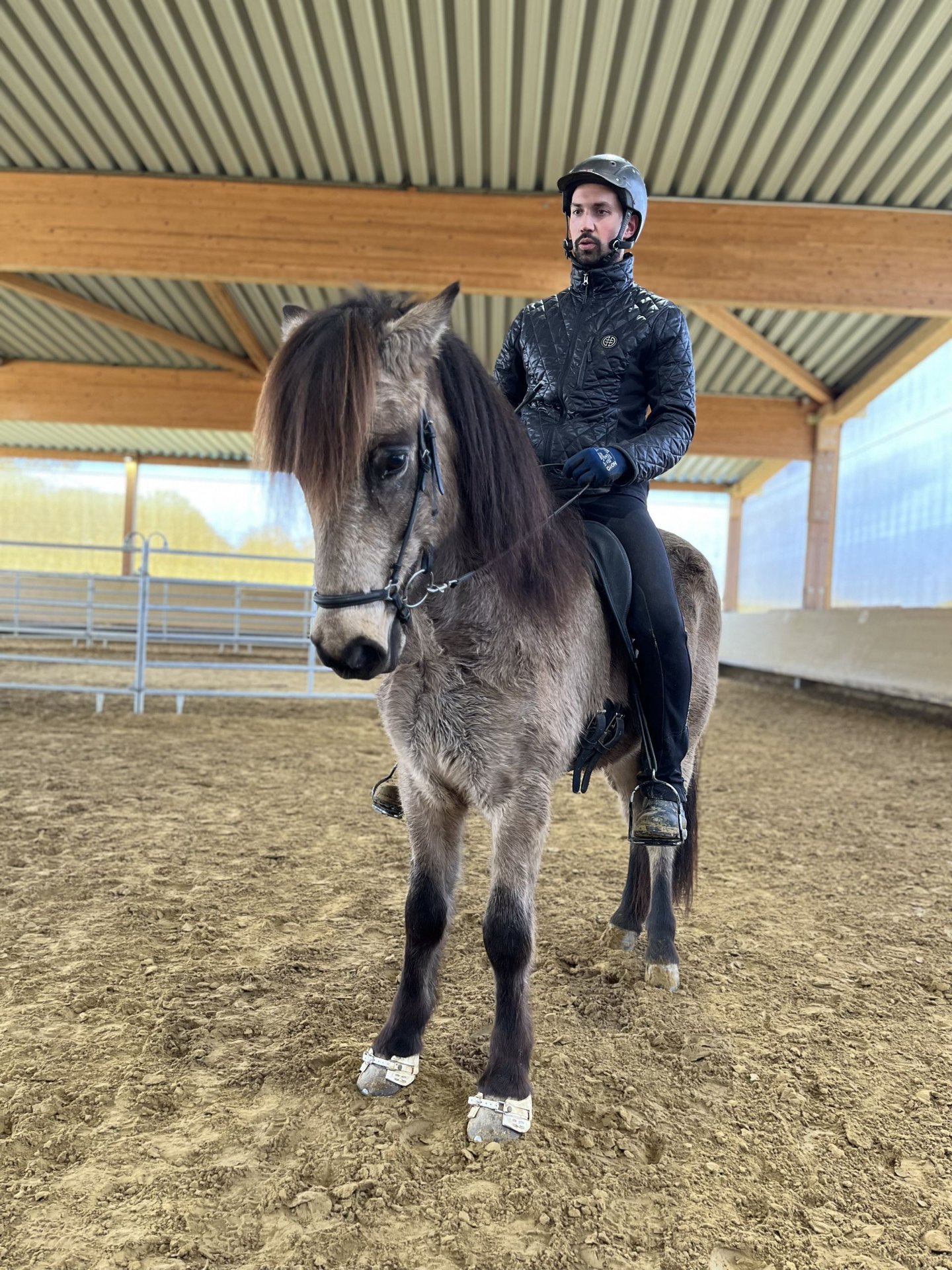 Caballos Islandeses Caballo Castrado 8 Años 145 Cm Bayo In Kürten