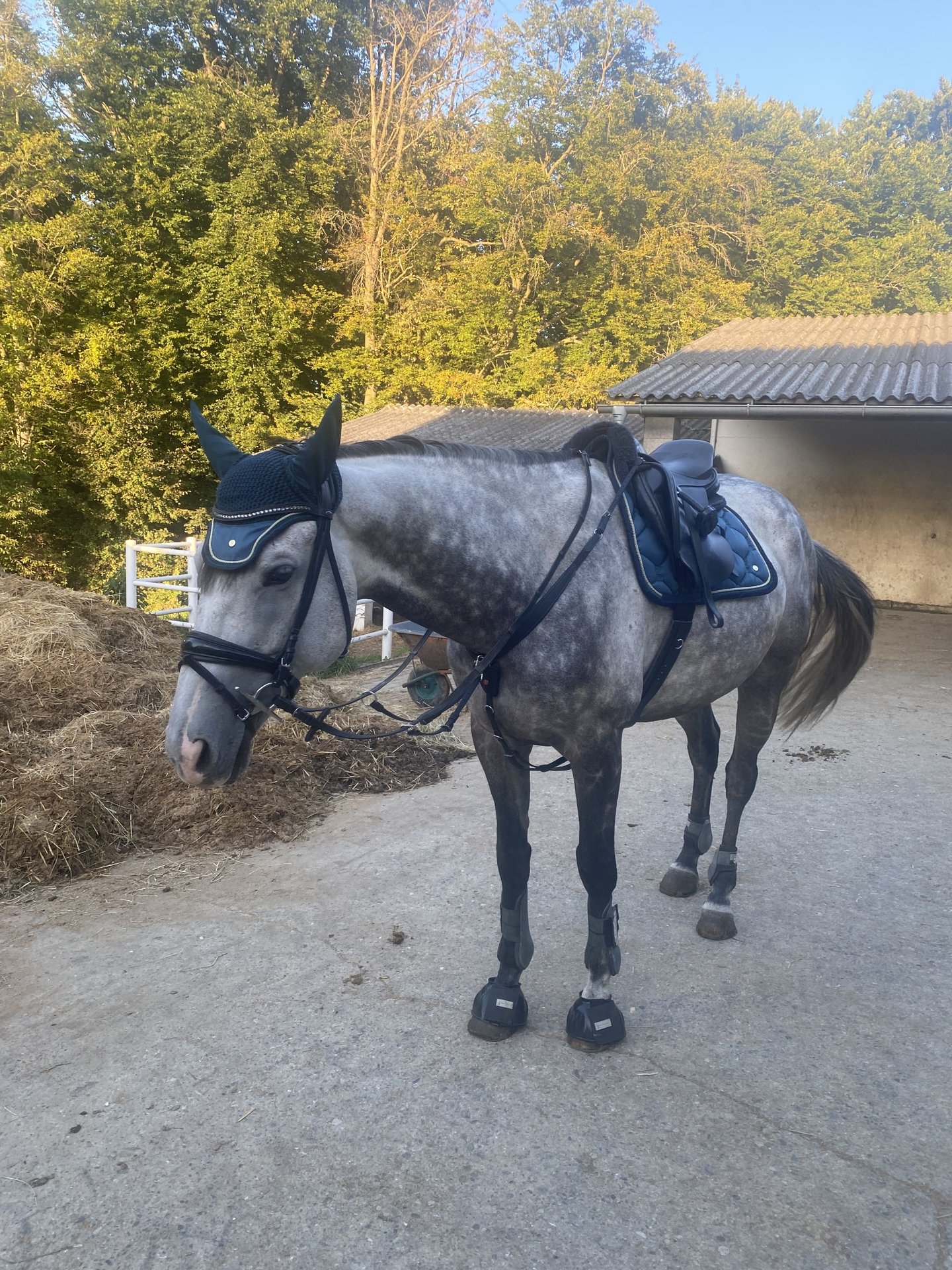 Plus De Chevaux à Sang Chaud Hongre 8 Ans 170 Cm Gris Pommelé In St ...