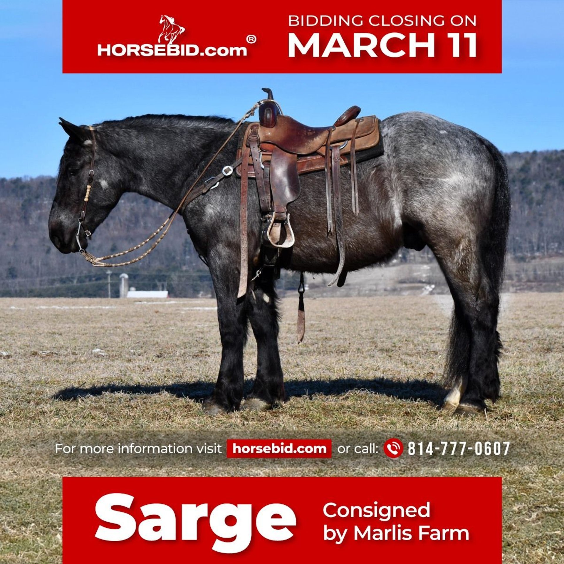 Draft Horse Mix Gelding 4 years 16 hh Roan-Blue in Rebersburg, PA