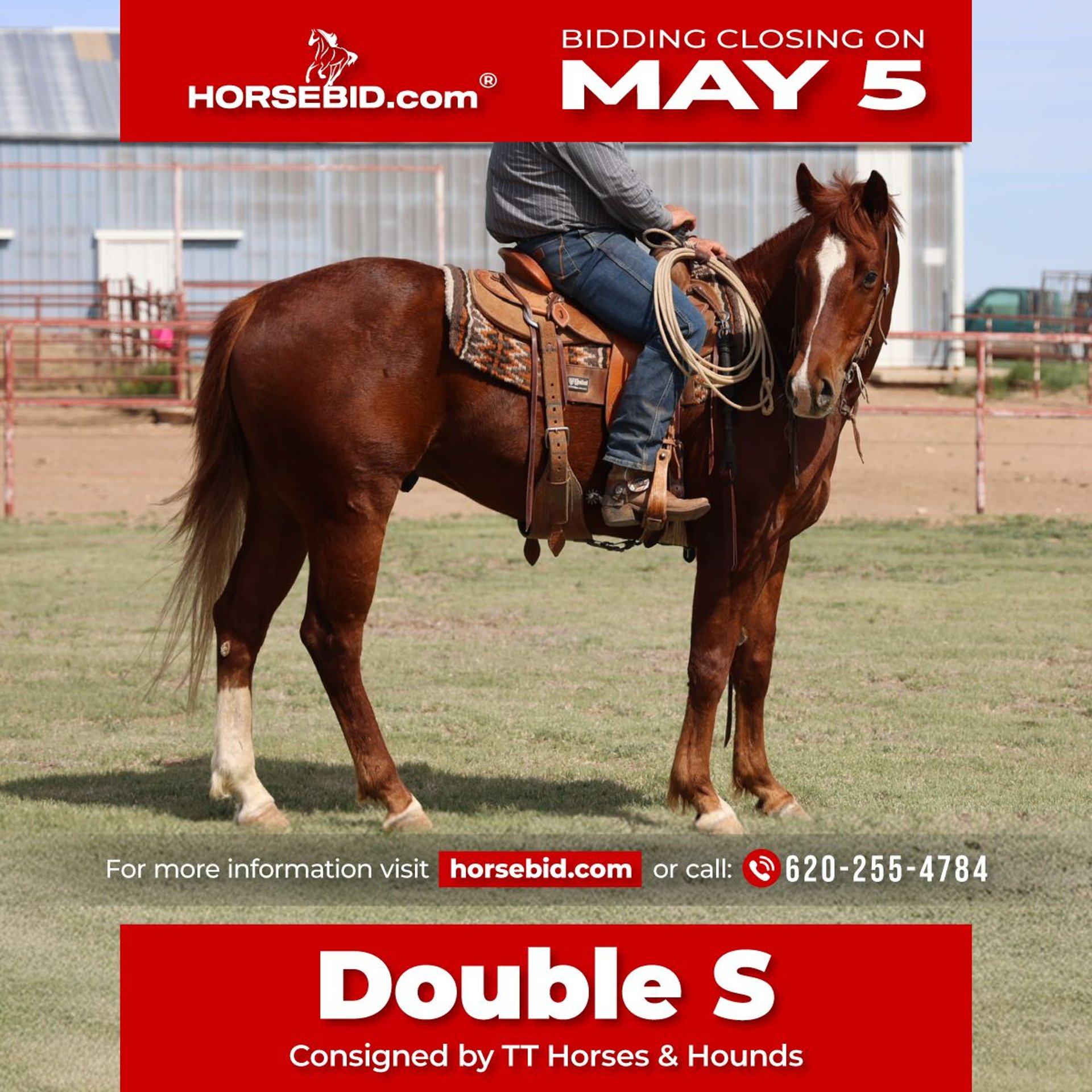 Caballos En Venta En Texas