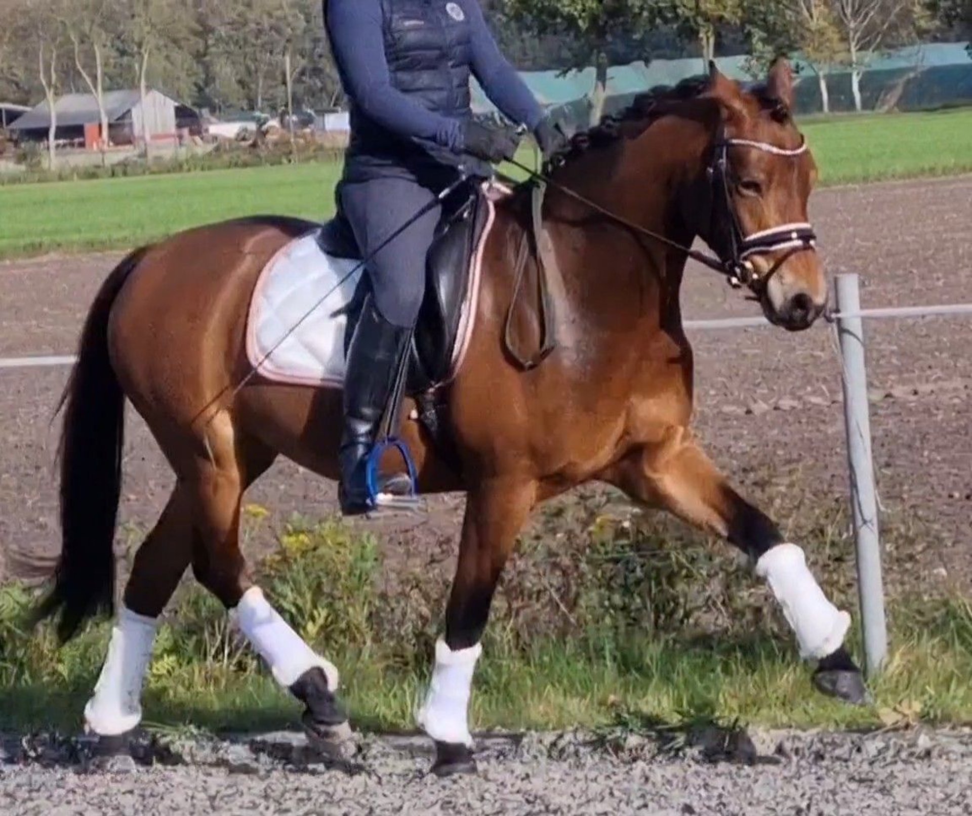 Deutsches Reitpony Stute 3 Jahre 145 Cm Brauner In Scharnebeck