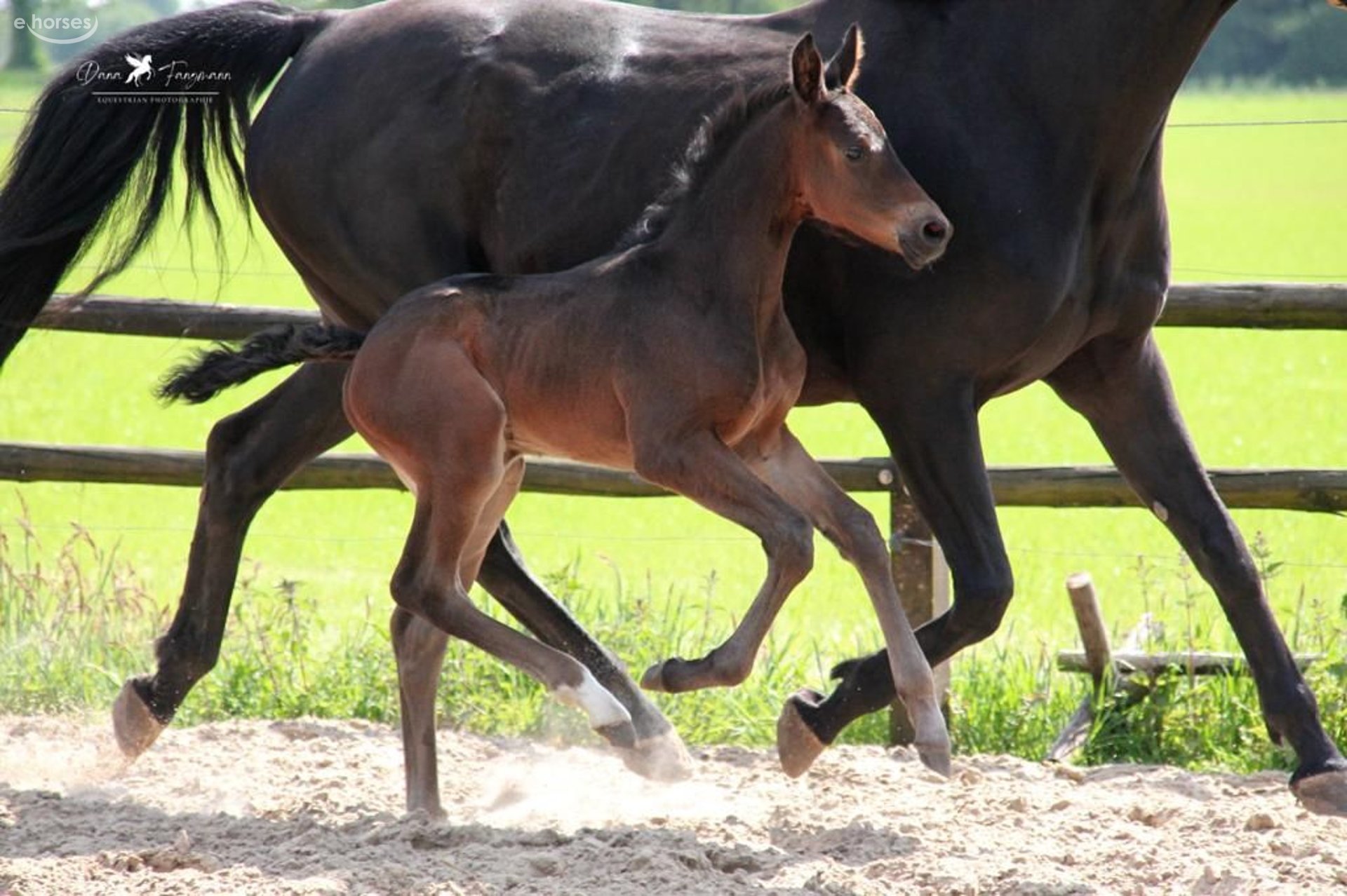Cheuval Cheval de selle allemand Étalon 2 Ans Bai brun in Neuenkirchen-Vörden