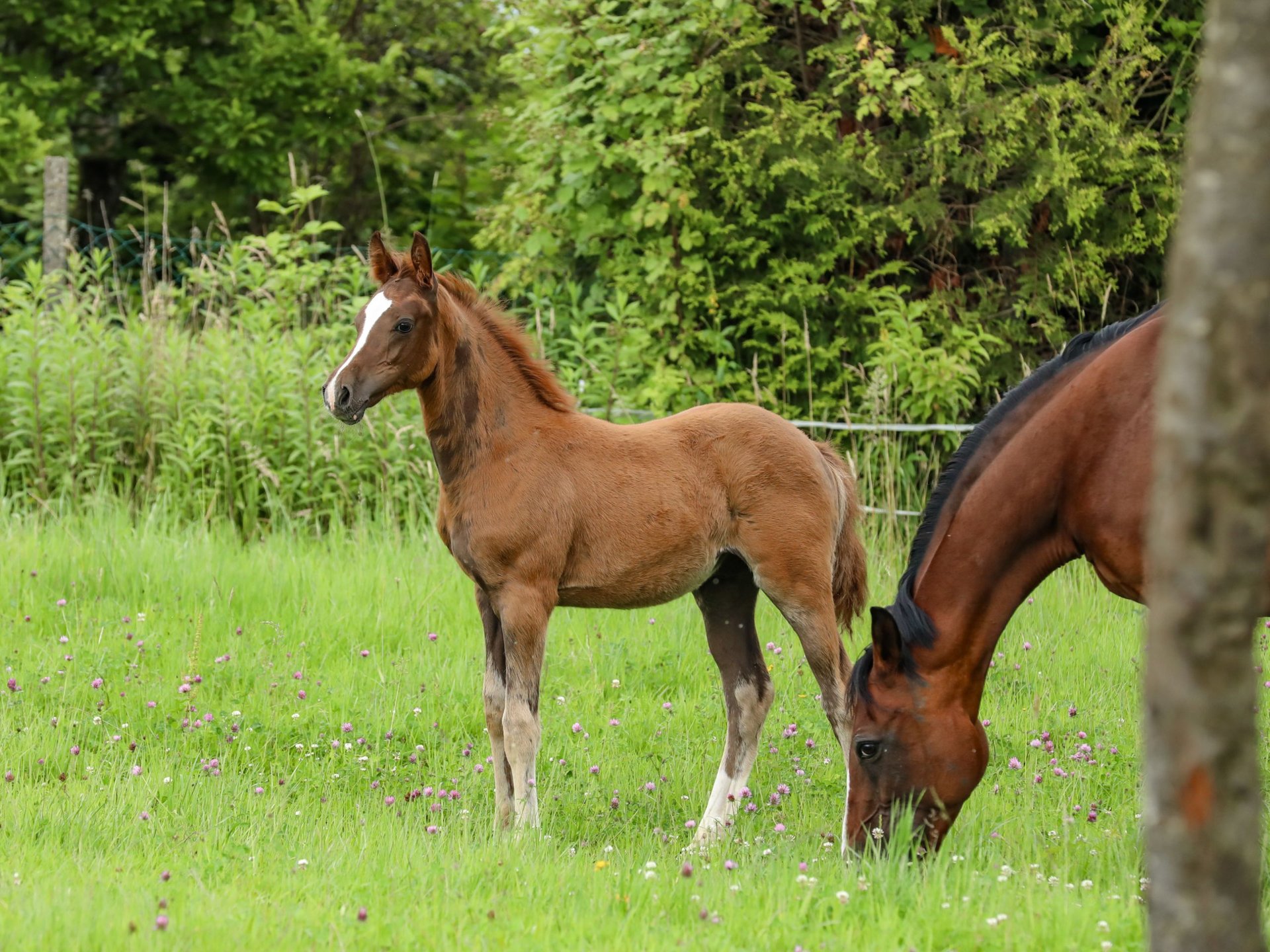 Deutsches Reitpony Hengst Fohlen (04/2024) Dunkelfuchs in Gaggenau
