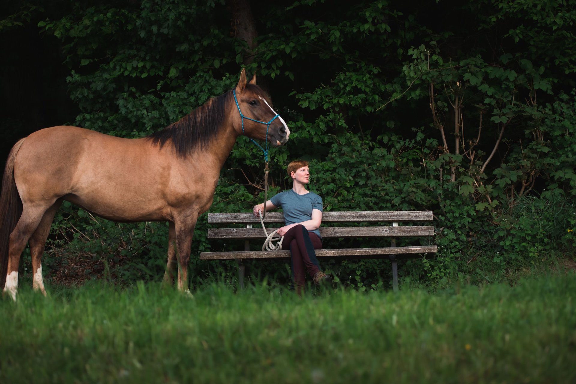 Criollo Mare 8 years 14,1 hh Brown Falb mold in Buchen (Odenwald)