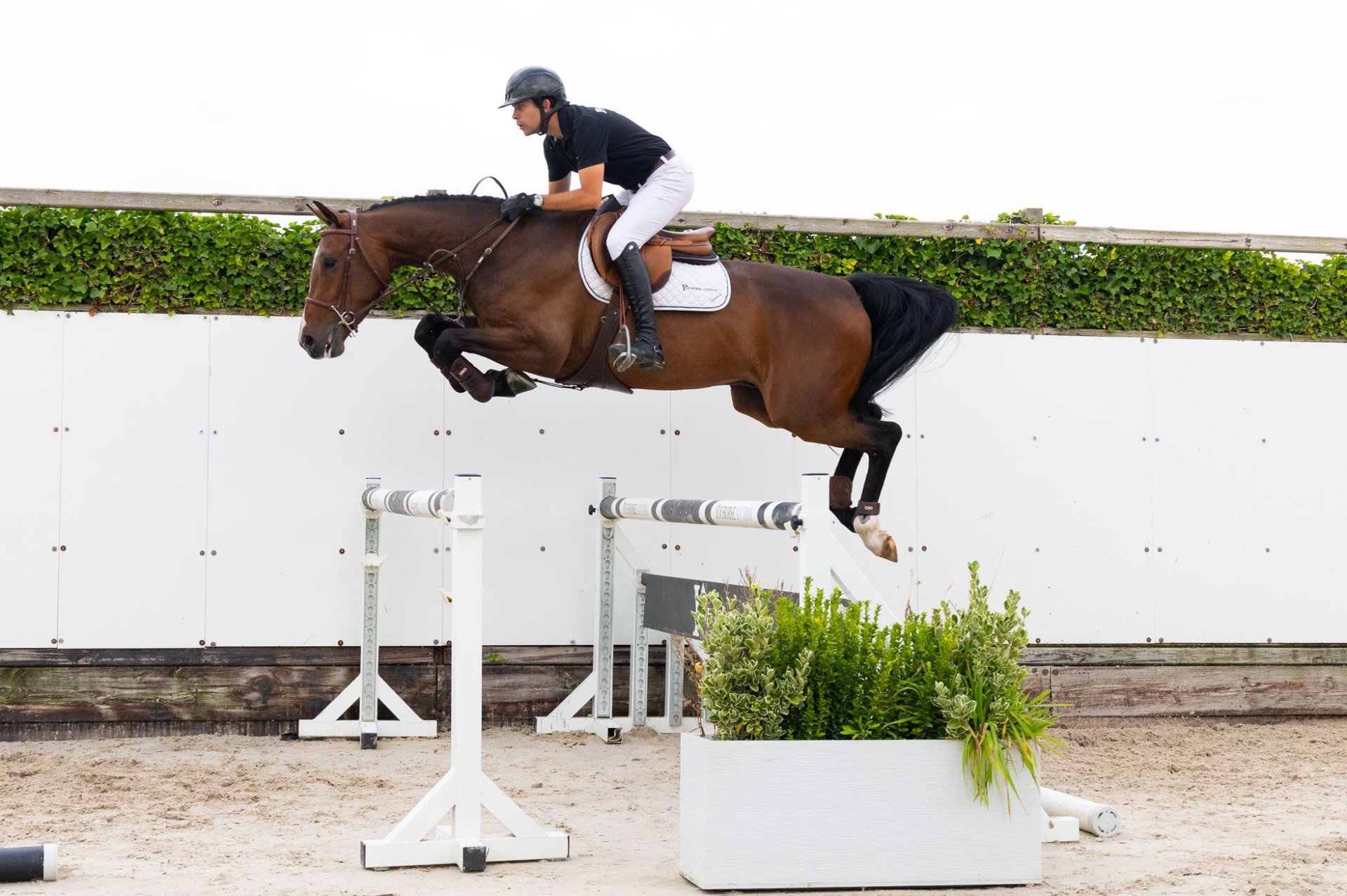 特価!! v.a. dark horse records (RARE!!10枚) Zangersheider Gelding 4 years 16 hh Bay-Dark in Waddinxveen
