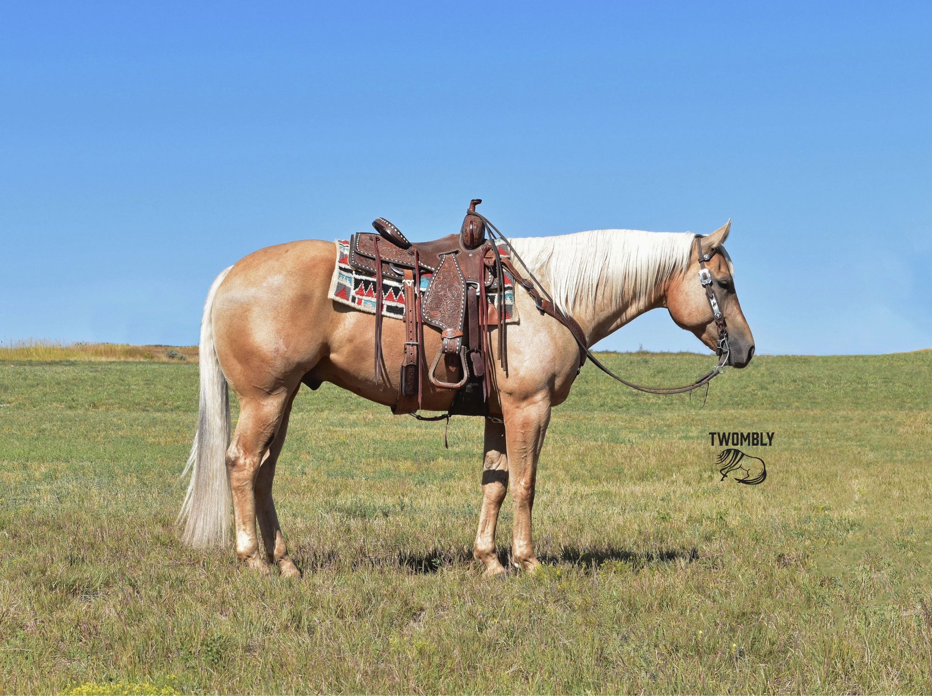 American Quarter Horse Gelding 7 years Palomino in Bayard, Nebraska