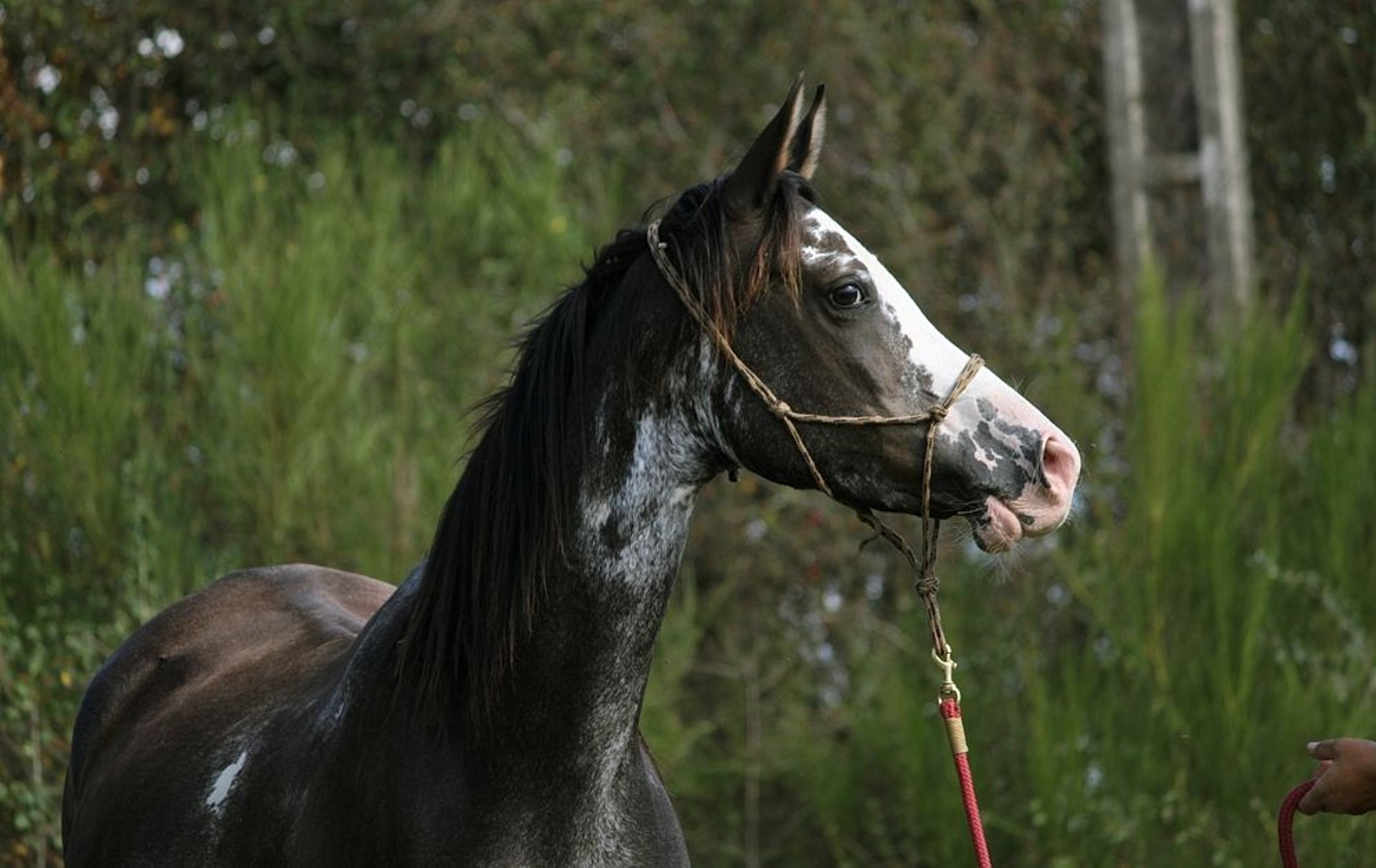 Purebred Arabian Mare 10 Years 149 cm Black in GOVEN