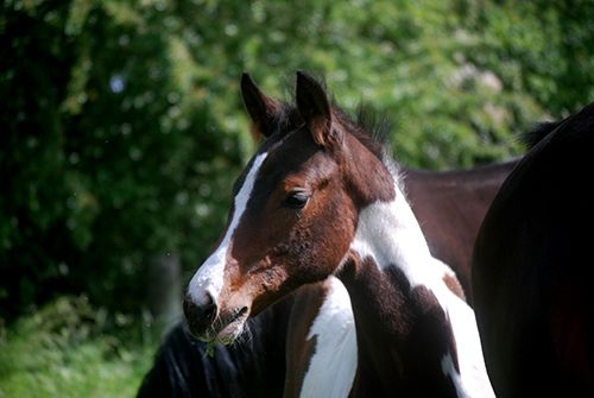 Duits Rijpaard Merrie Veulen (02/2023) 170 Cm Gevlekt-paard In Etgersleben