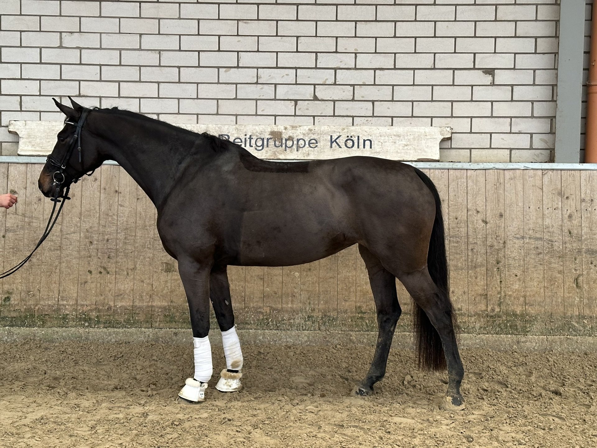 Duits Rijpaard Merrie 6 Jaar 170 Cm Donkerbruin In Bergisch Gladbach