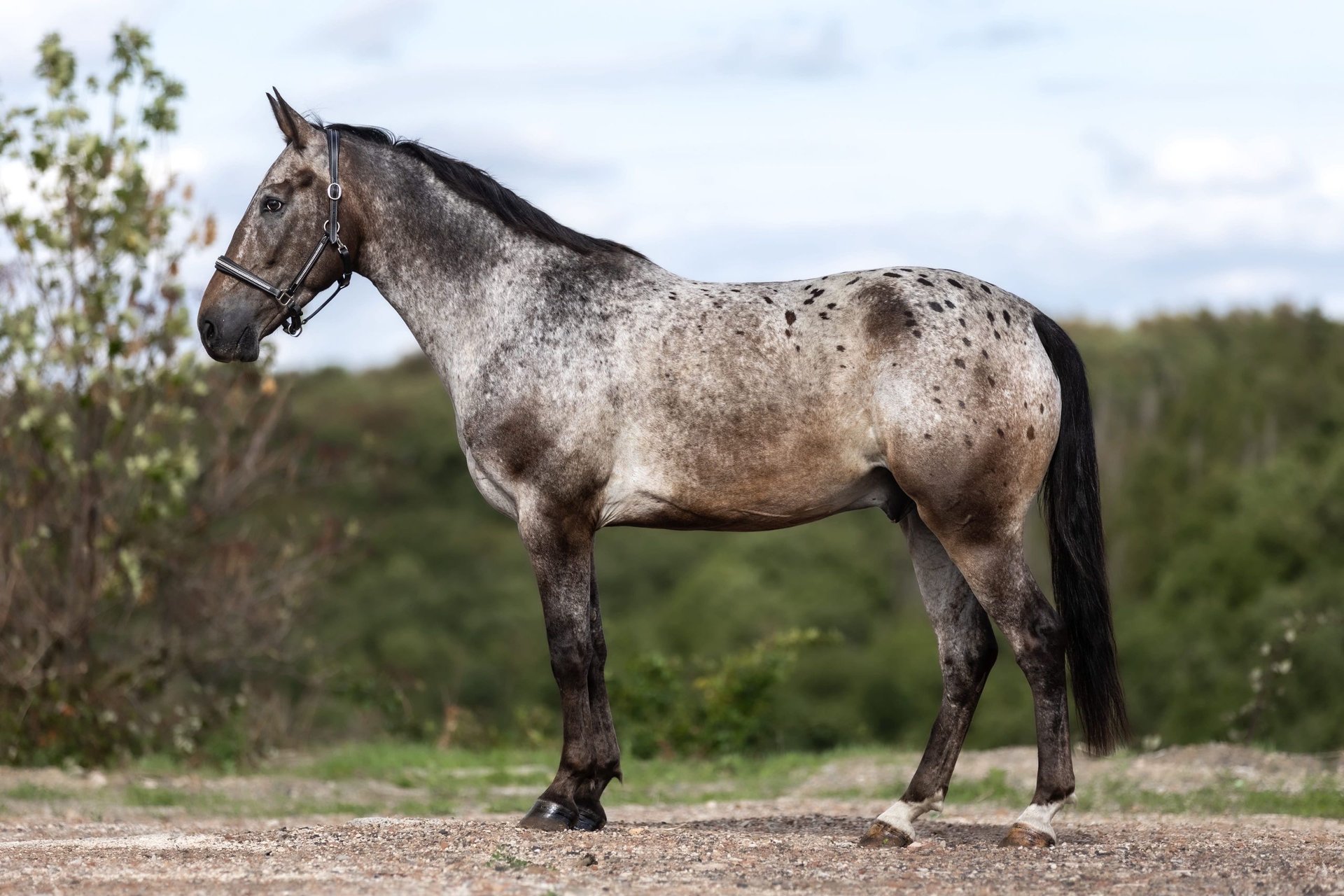 Appaloosa-Mix Wallach im Braunfalbschimmel, Impression 3