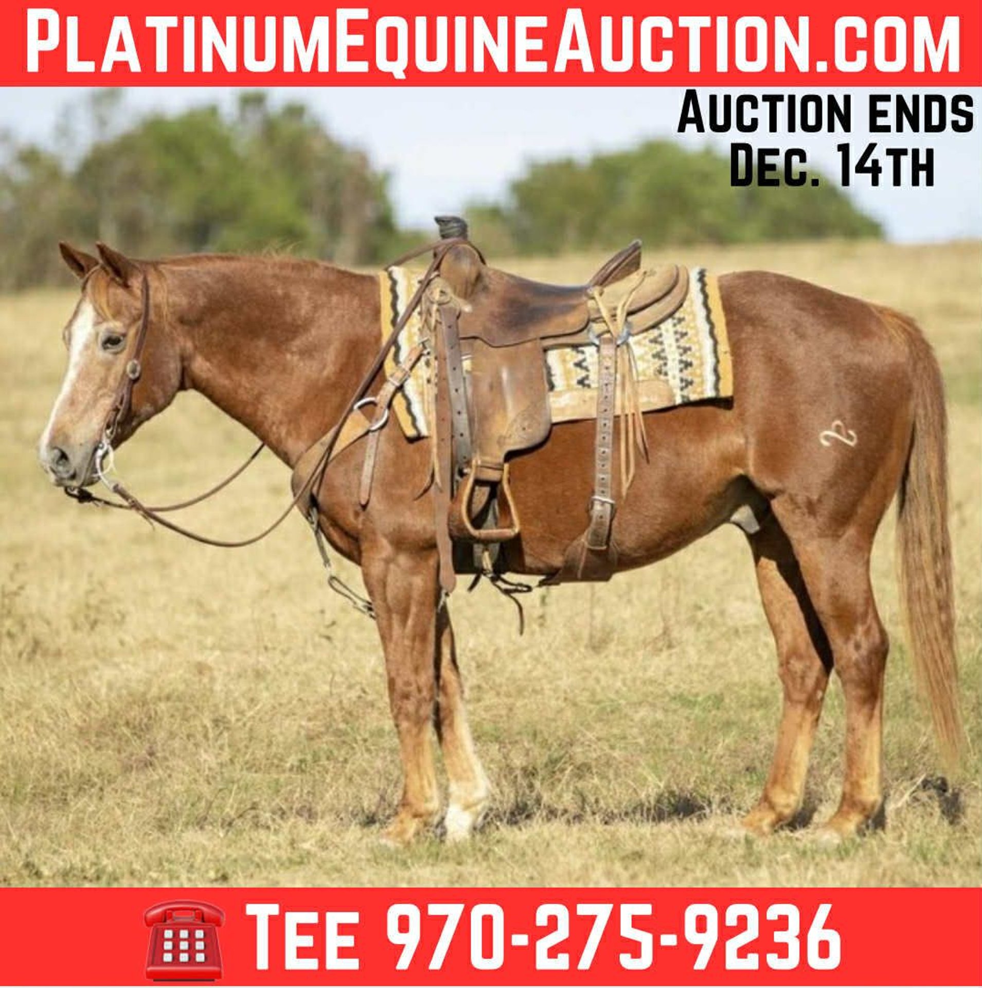 Caballos En Venta En Texas