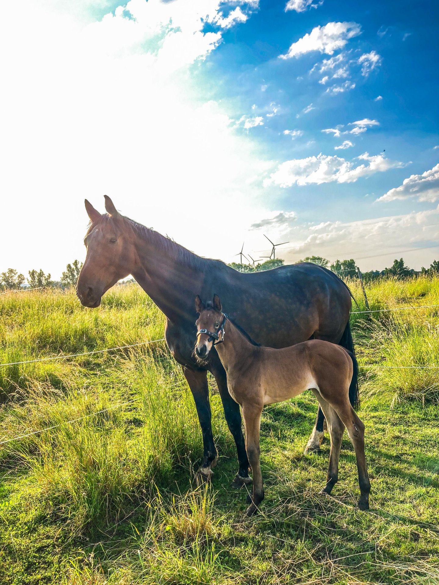 Oldenburg Mare 6 years 17,1 hh Bay-Dark in Bad Gandersheim