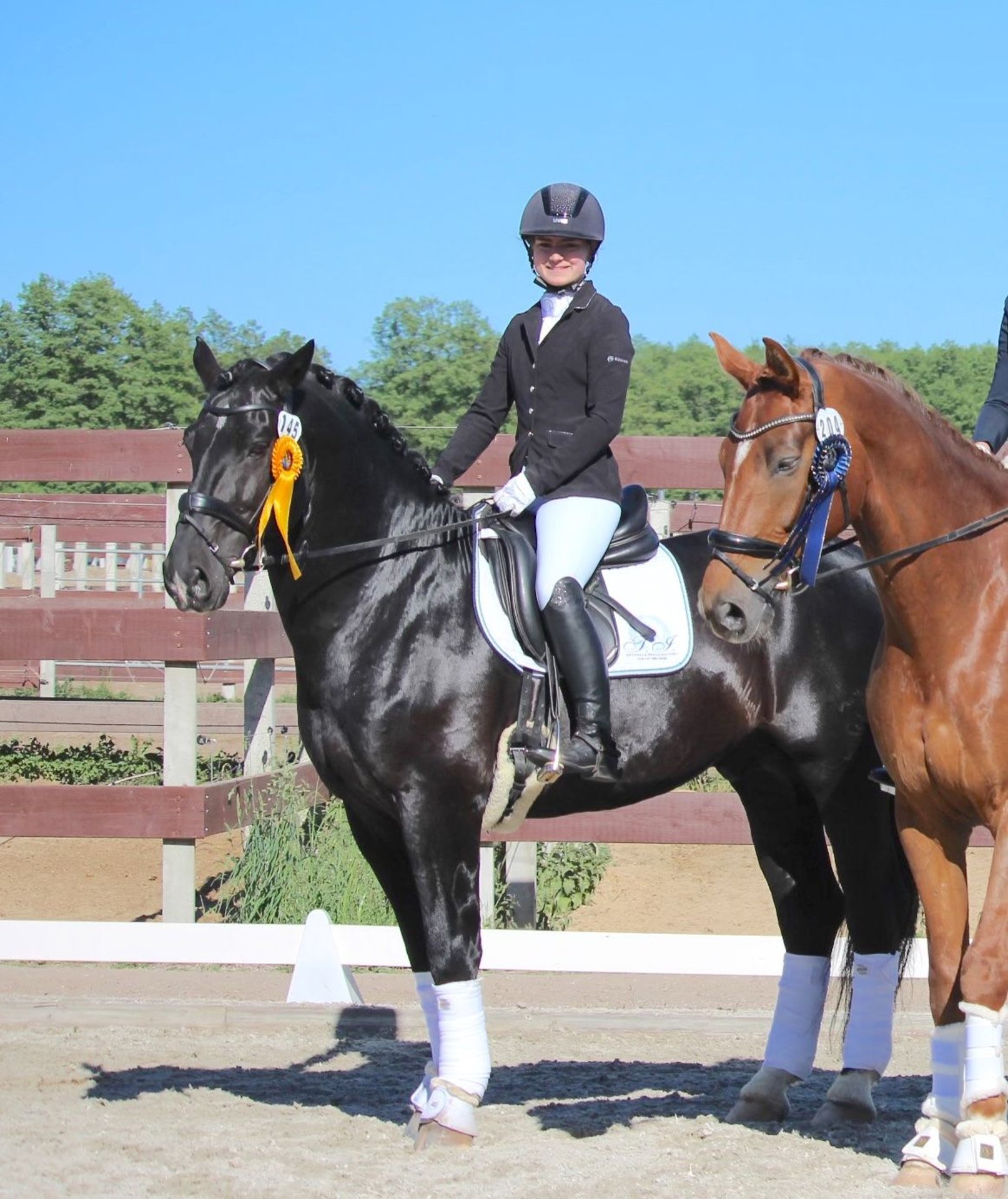 Alt Oldenburg Stallion Black in Schönwalde