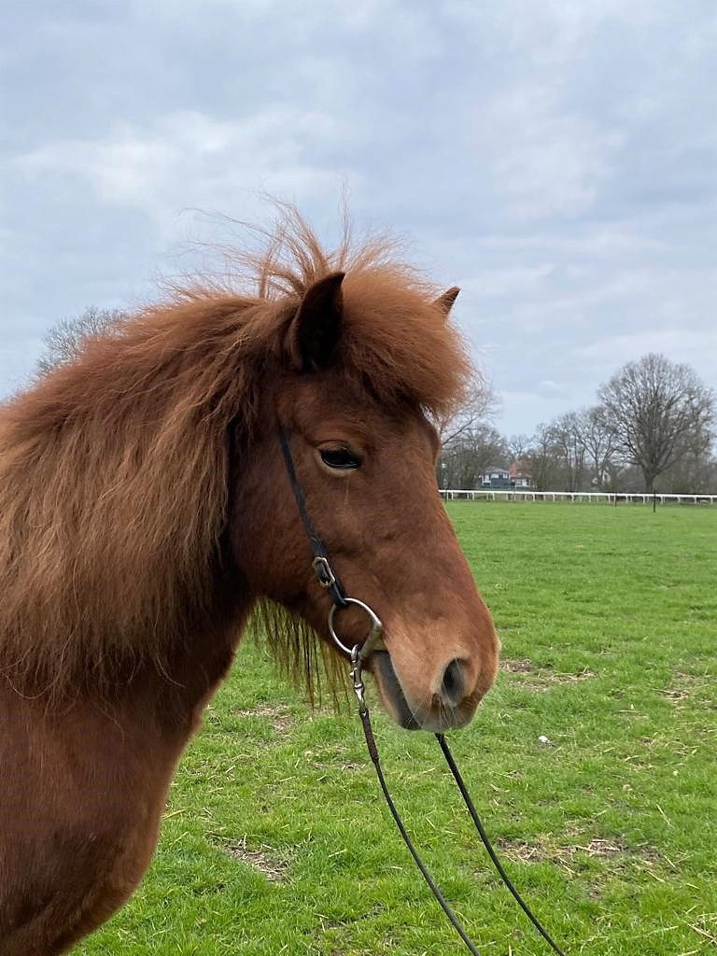 Pony Islandese Giumenta 11 Anni 133 cm Sauro in Hamburg