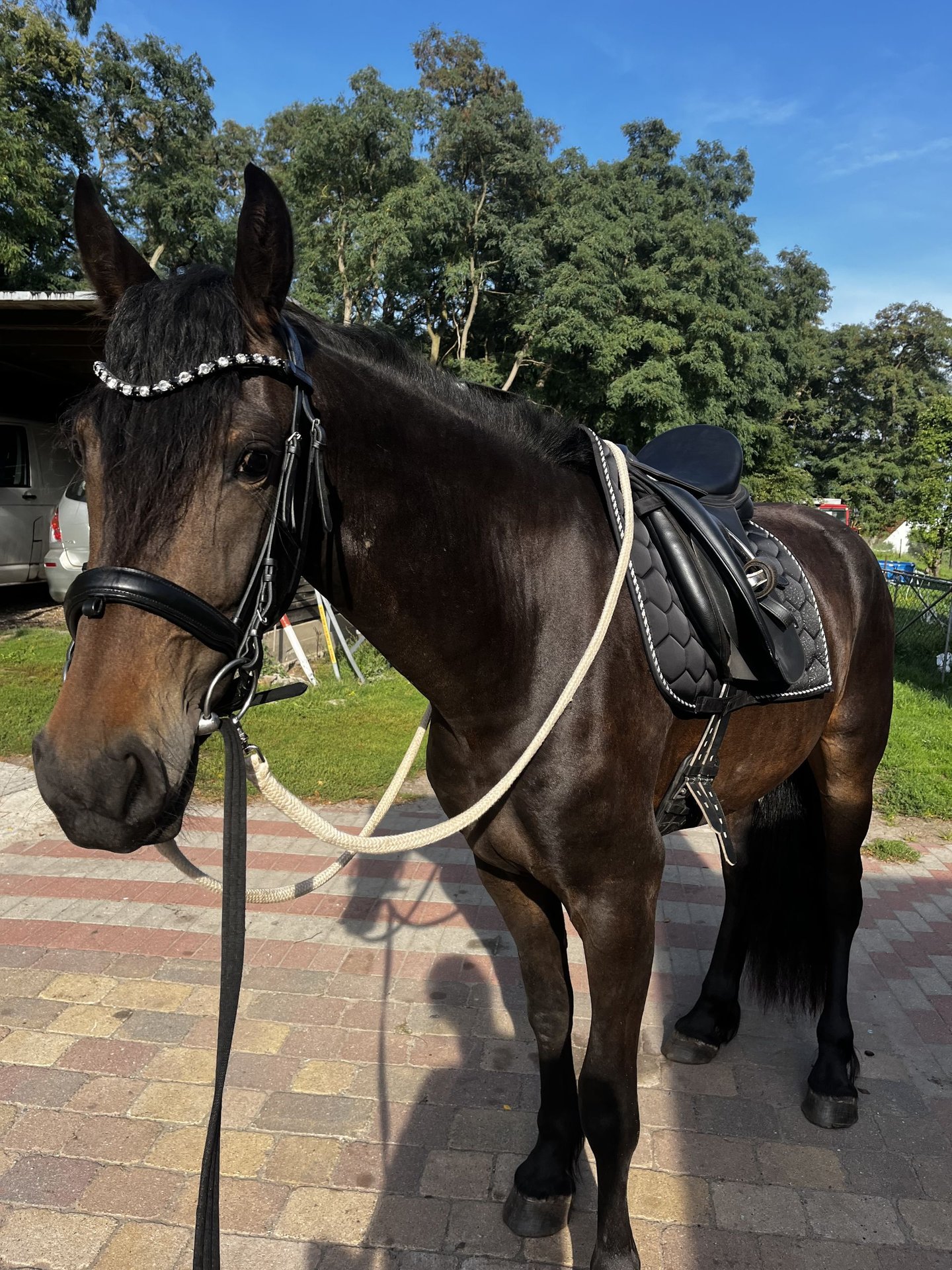 Friesian horses Mix Mare 3 years 5,3 hh Black in Wolgast