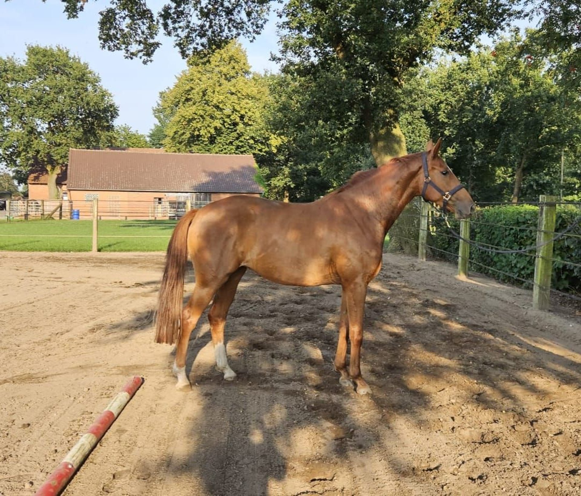 Hannoveranare Sto 3 år 165 cm fux in Bückeburg Evesen