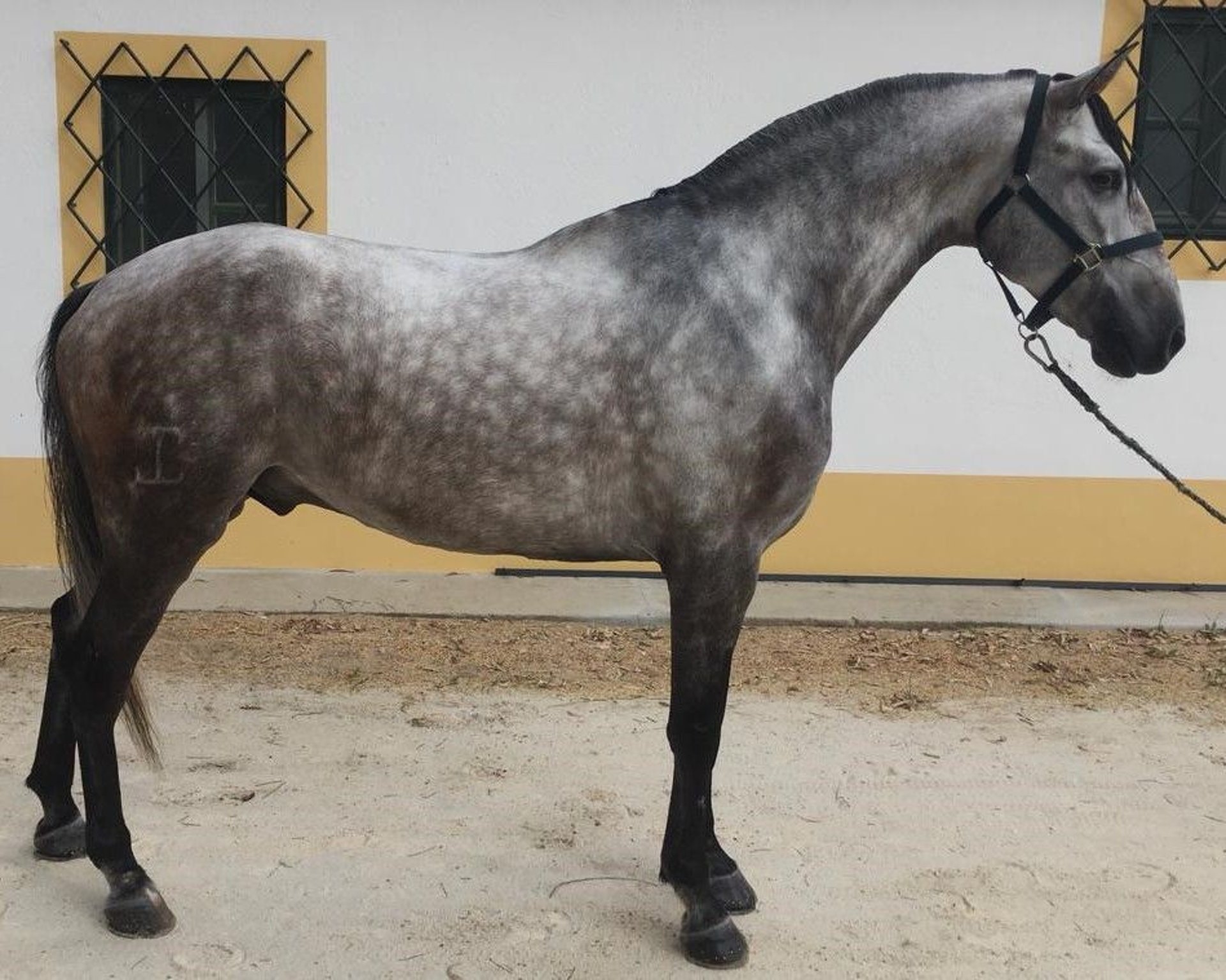 Other Breeds Mix Gelding 6 years 16,1 hh Gray in Lisboa