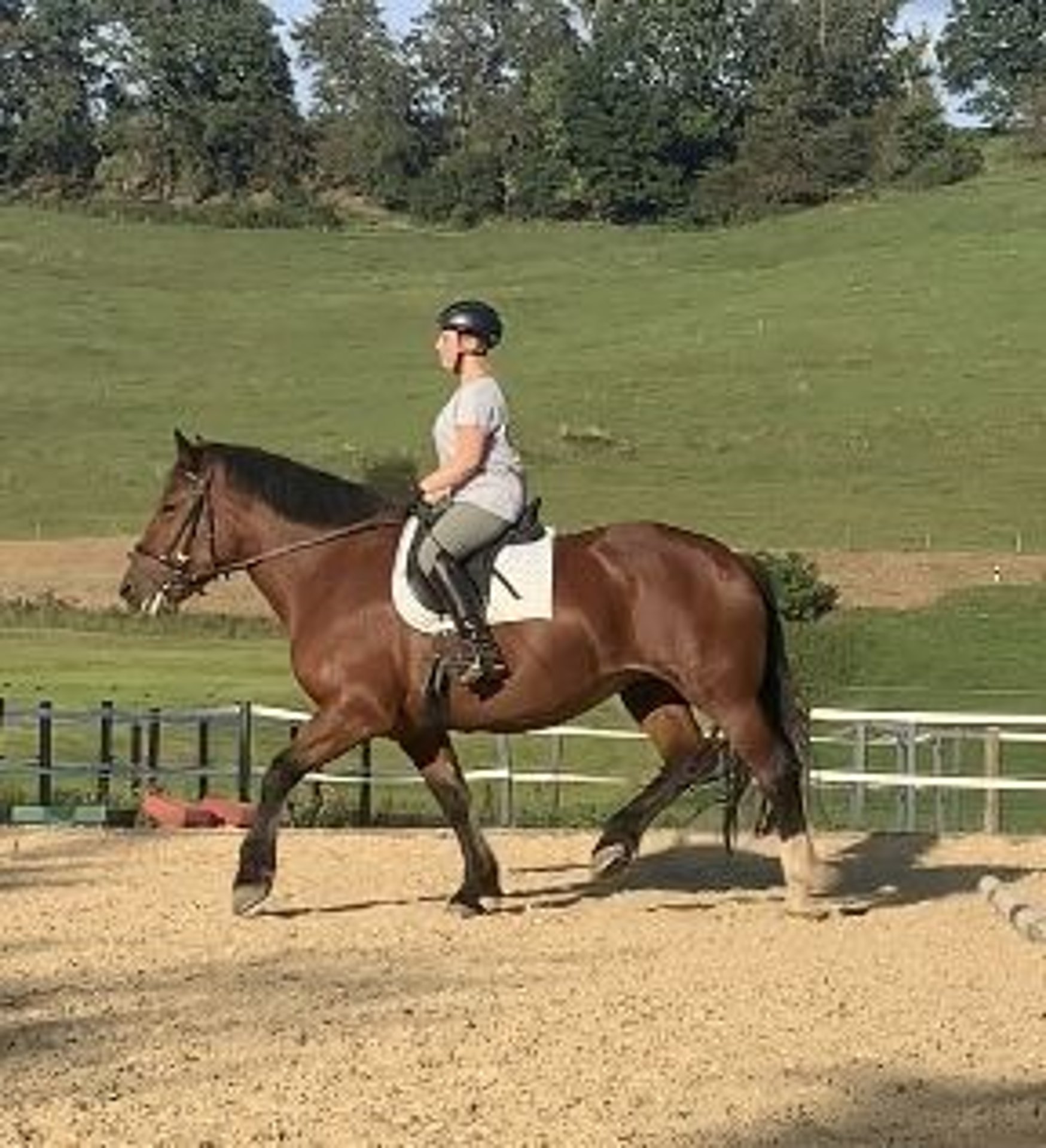Trait allemand du Sud Jument 4 Ans 166 cm Bai in HeiligenbergHeiligenberg