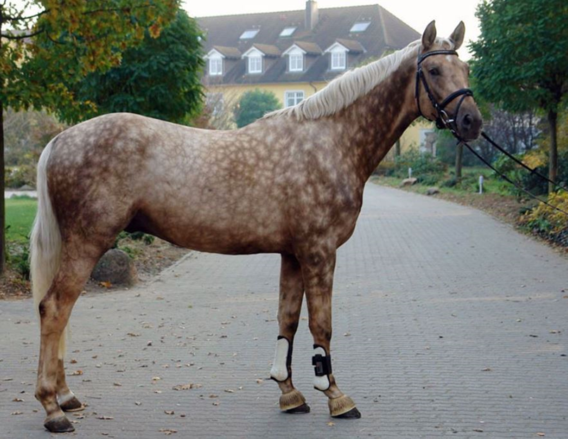 Cheval de sport allemand Étalon Palomino in Marl