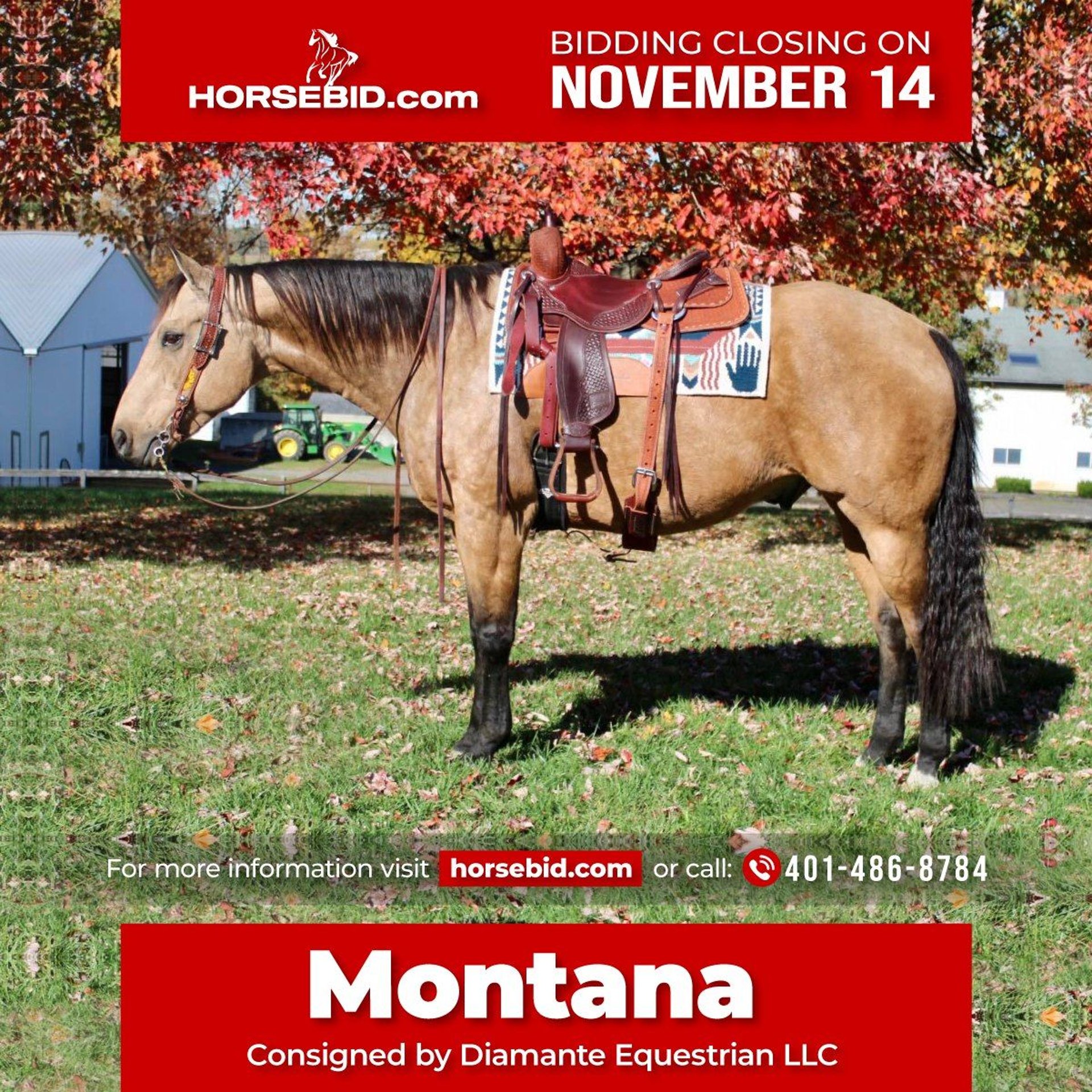American Quarter Horse Mix Gelding 10 years 16,2 hh Buckskin in Allentown,  NJ